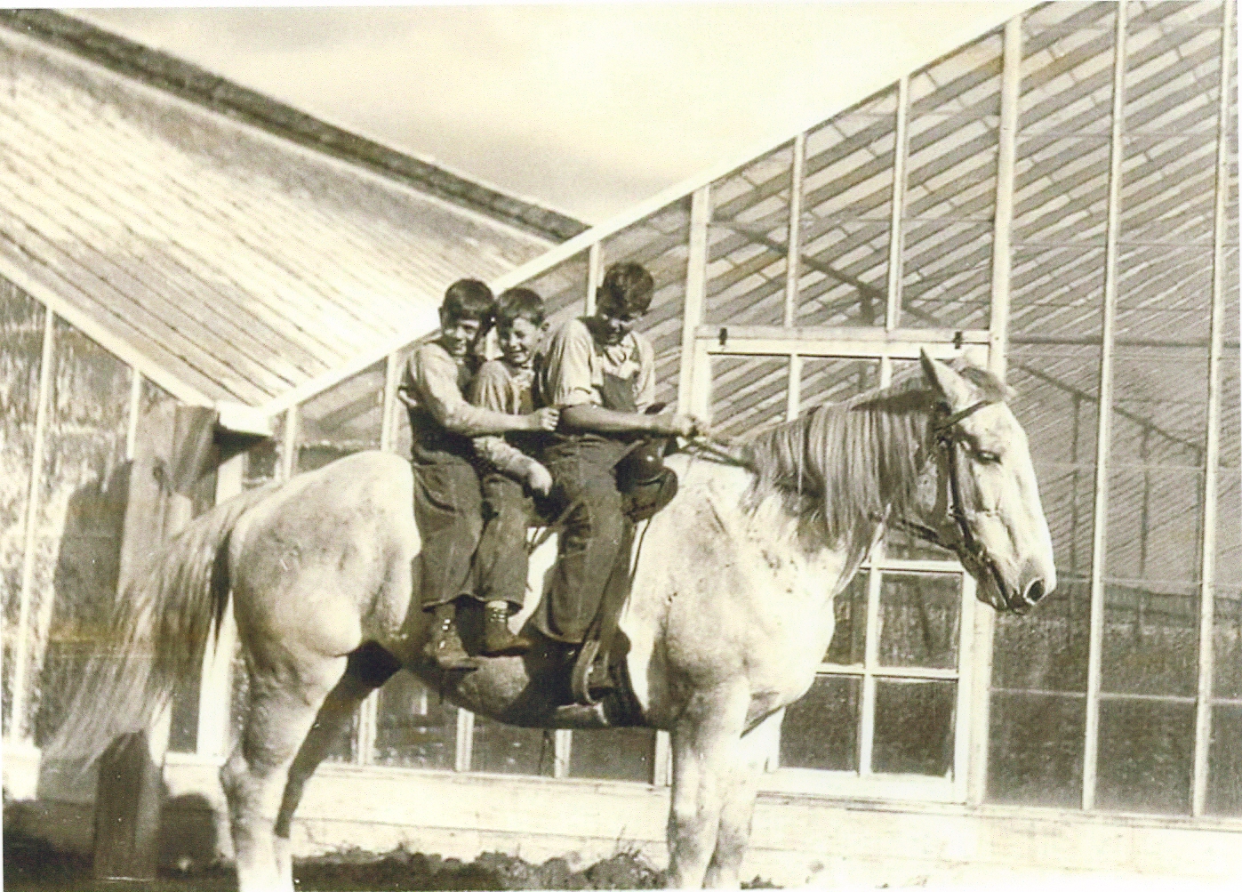 Photo boys on horse.JPG