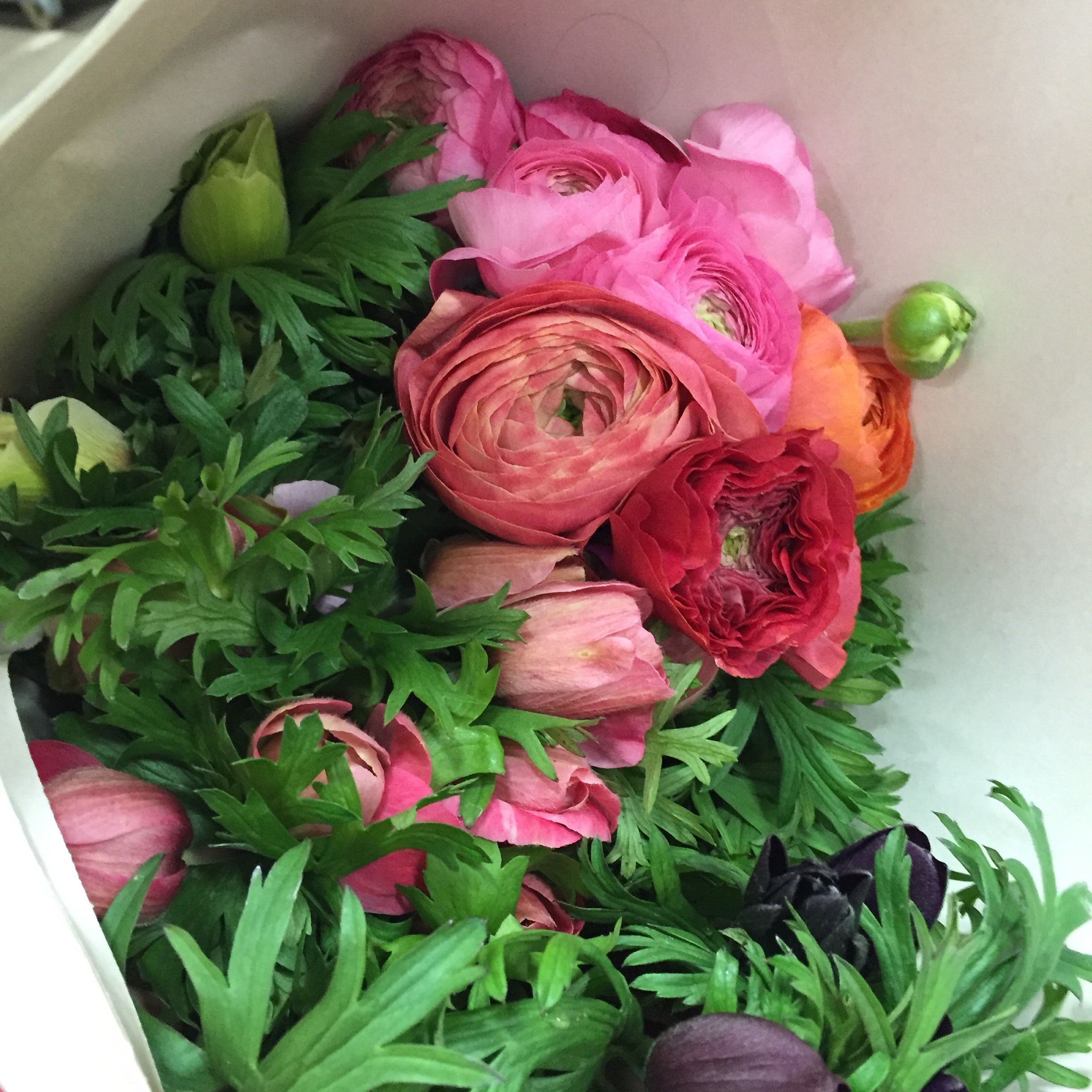 Ranunculus and anemone.JPG