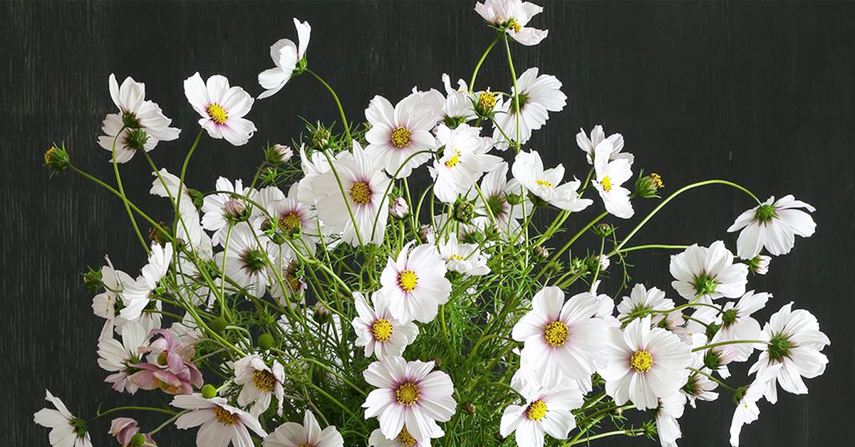 Why You Should Grow Cosmos Flowers
