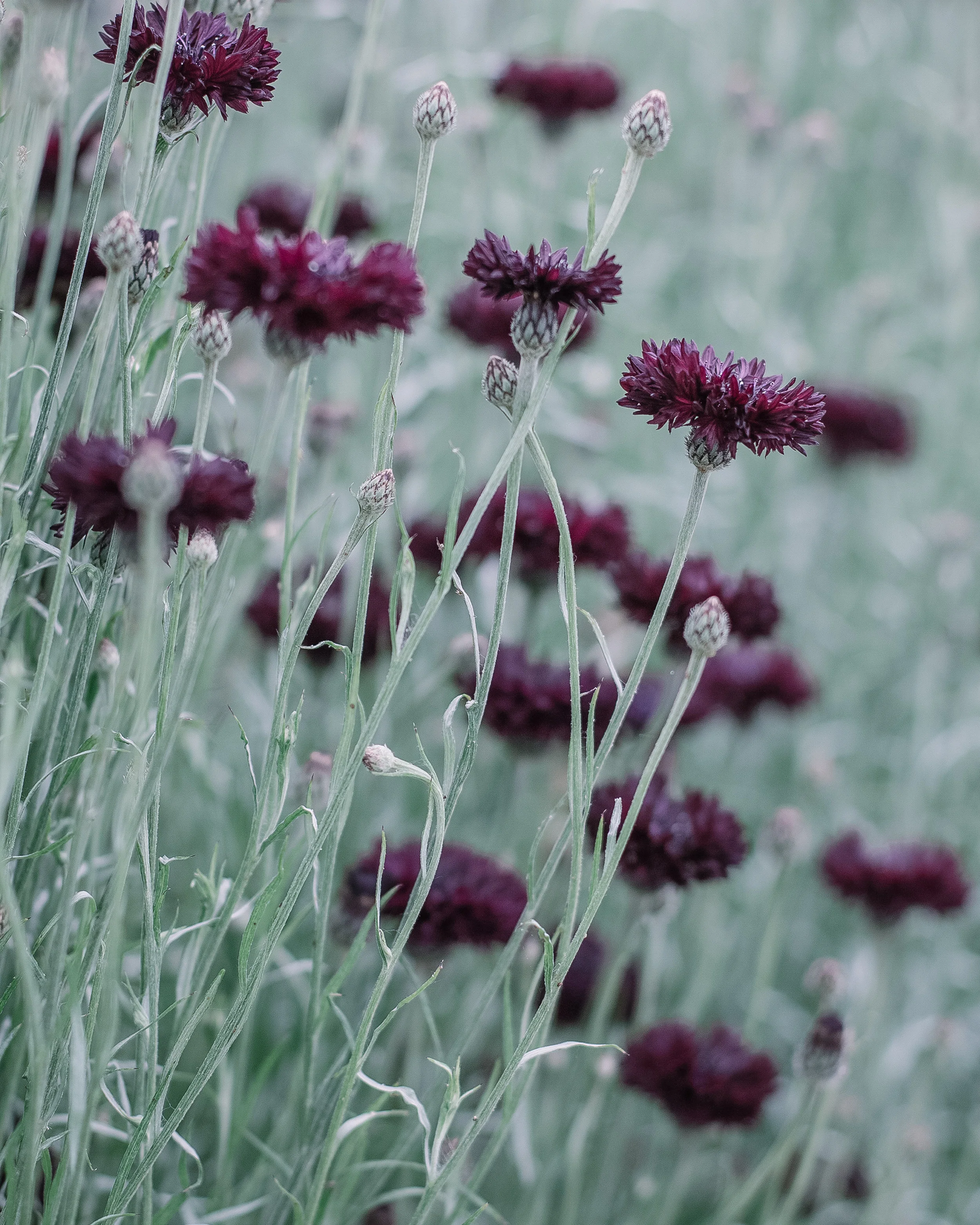 Cornflowers Rona Wheeldon Flowerona-1.jpg