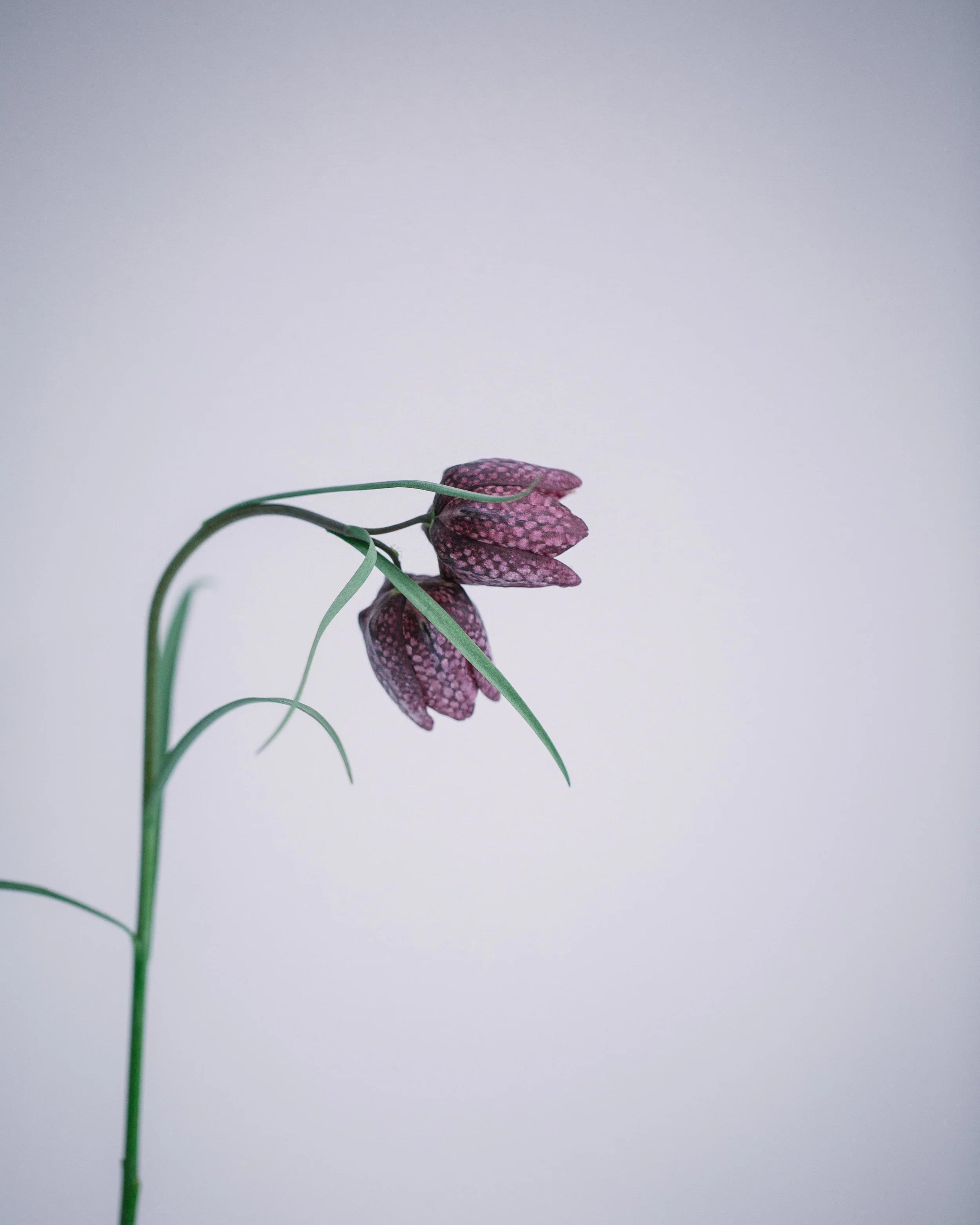 Fritillaria by Rona Wheeldon Flowerona-1.jpg
