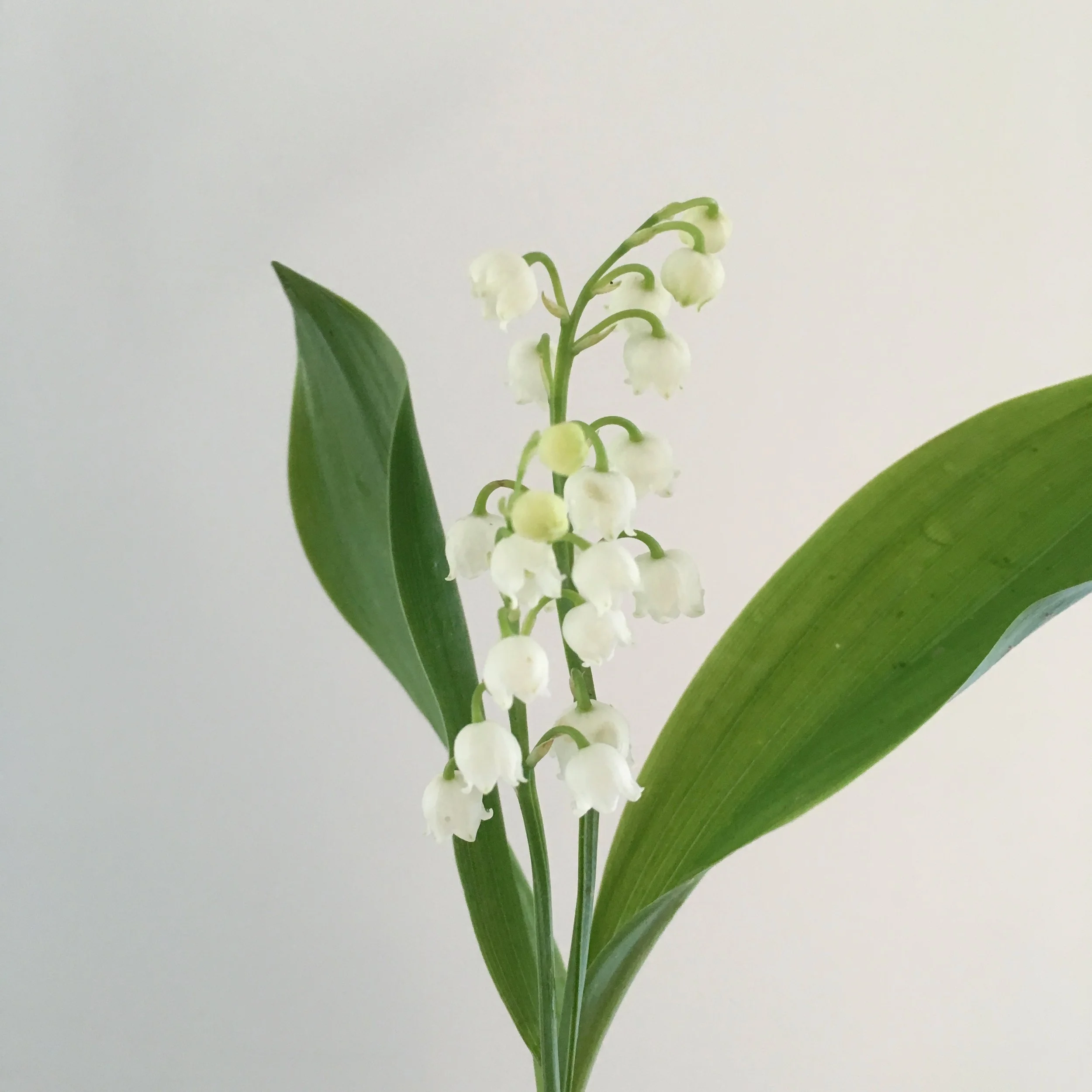 Lily of the Valley