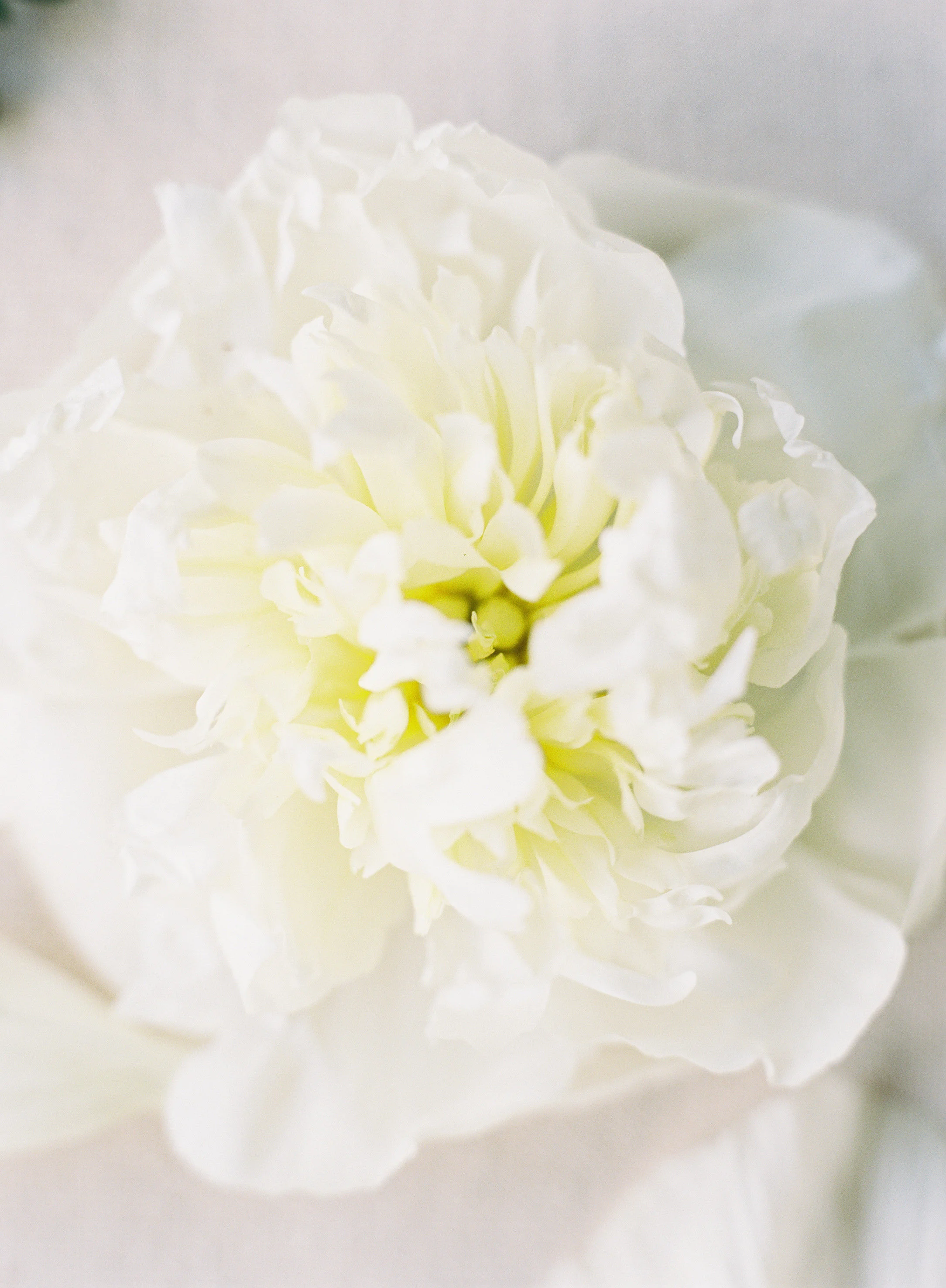 Peony - Happy Life // Almond Leaf Photography