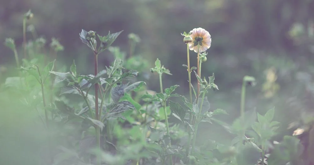 How to Grow Dahlias