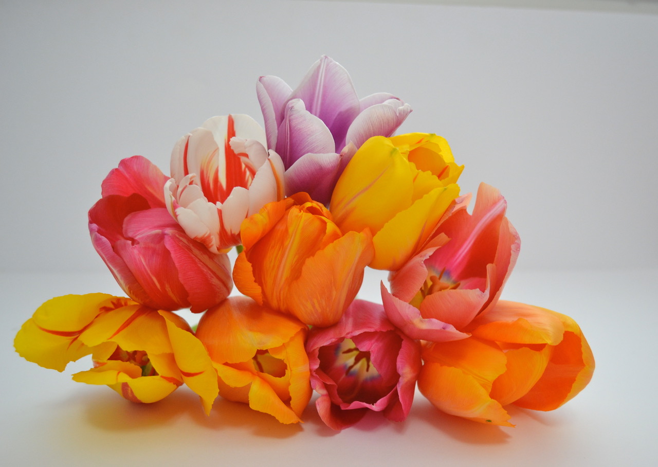 Tulip - Declaration of Love