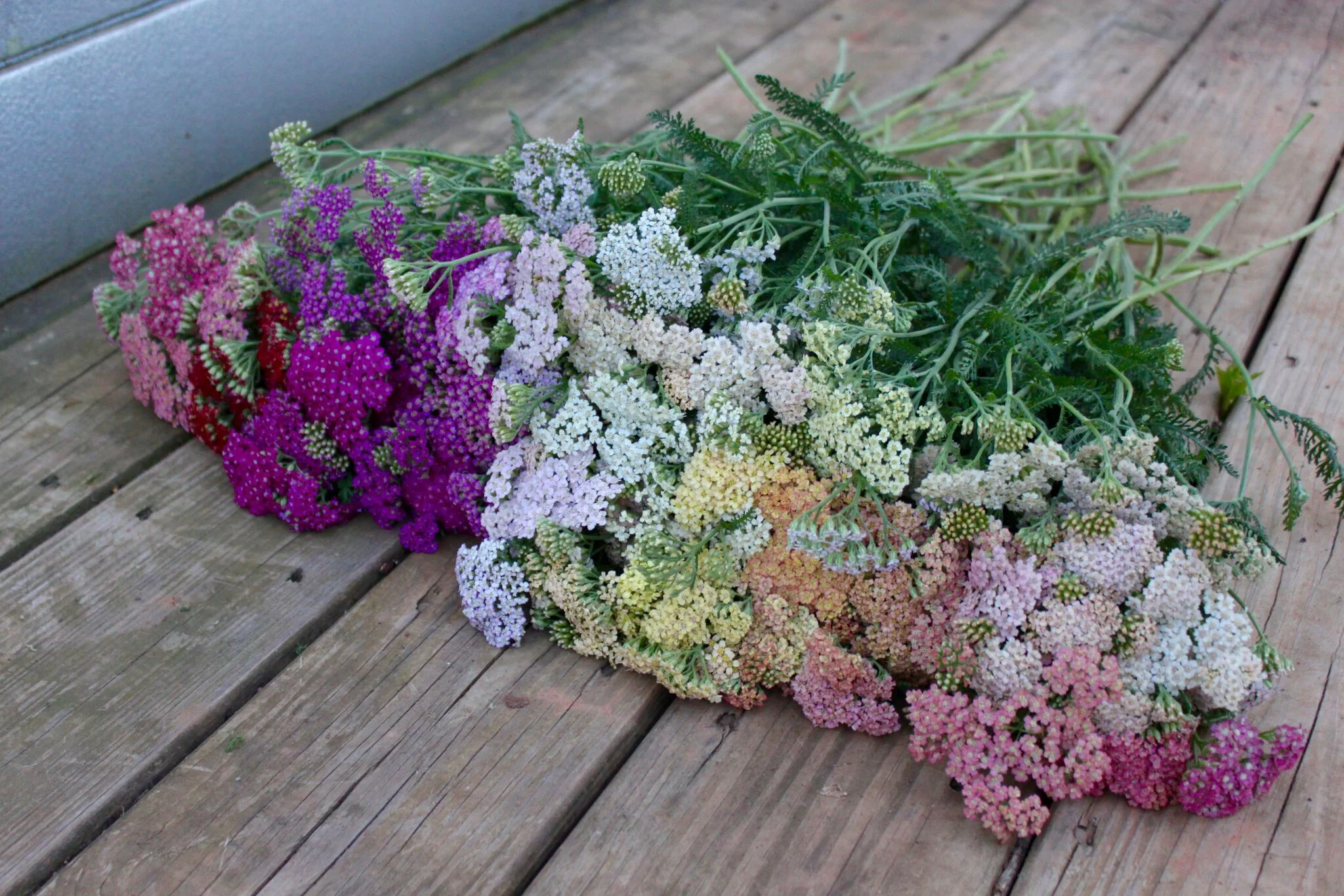 Video Growing Flowers for Profit