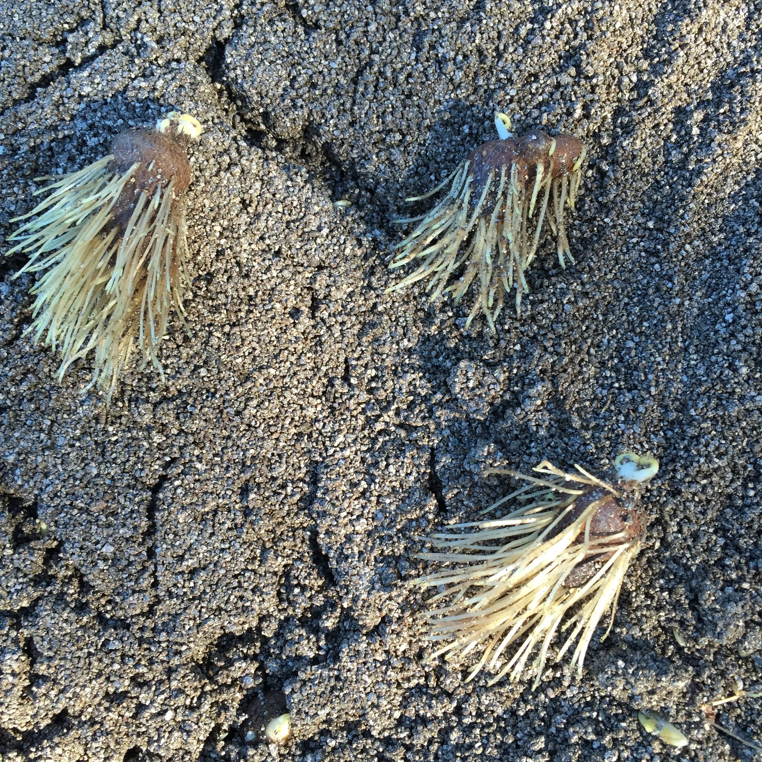 Anemone Corm Roots