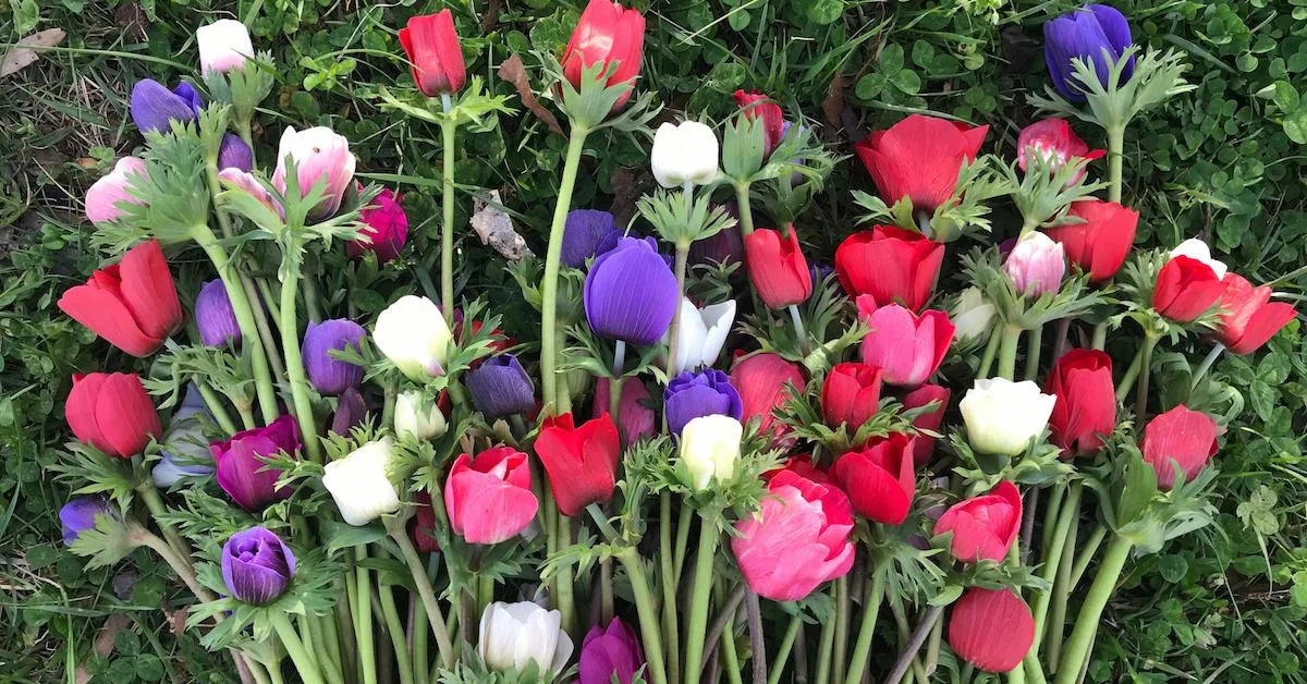 How to Grow Anemone Flowers: A Quick (Yet Comprehensive) Guide