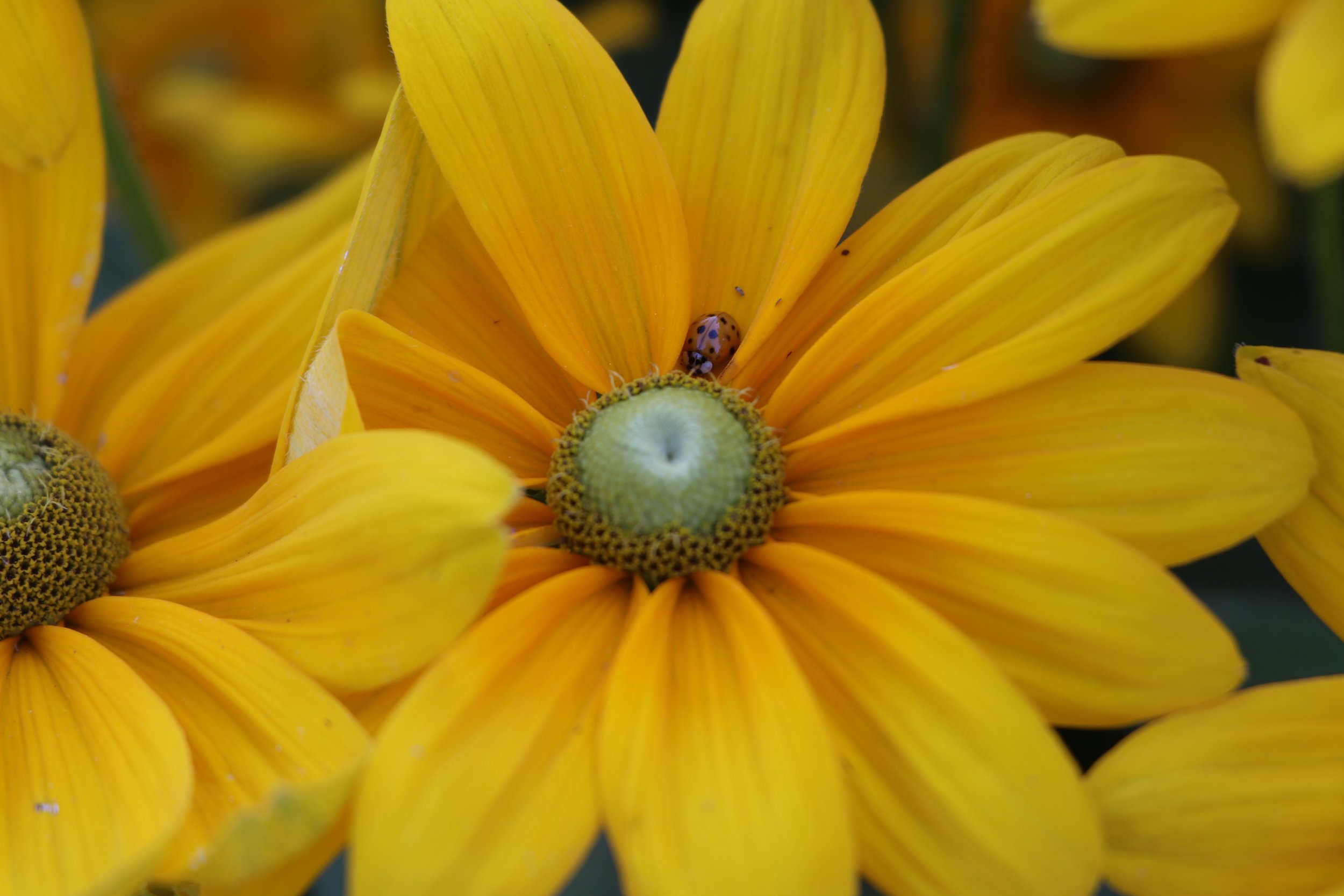 Rudbeckia 2.jpg