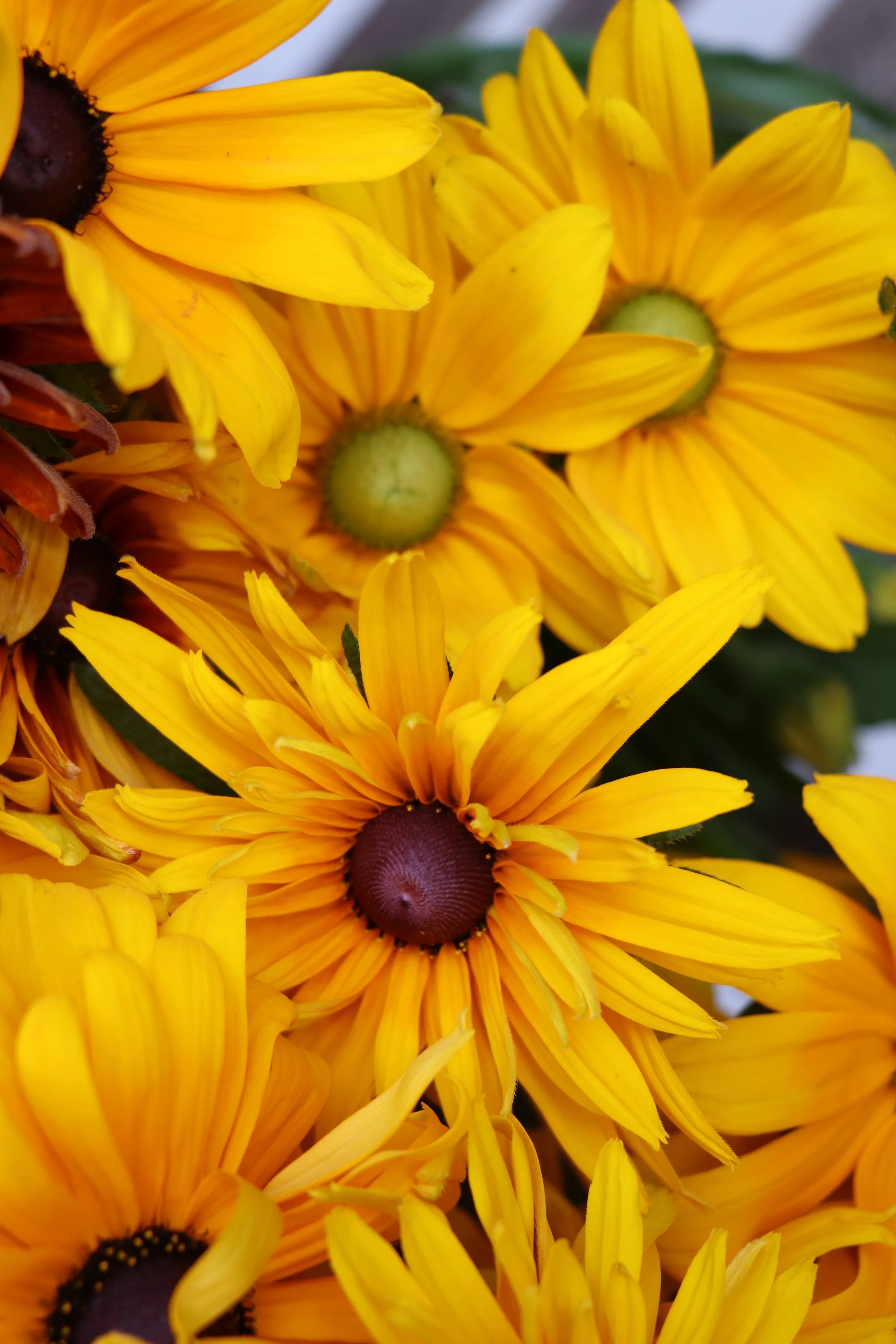 Growing Flowers That Attract Bees