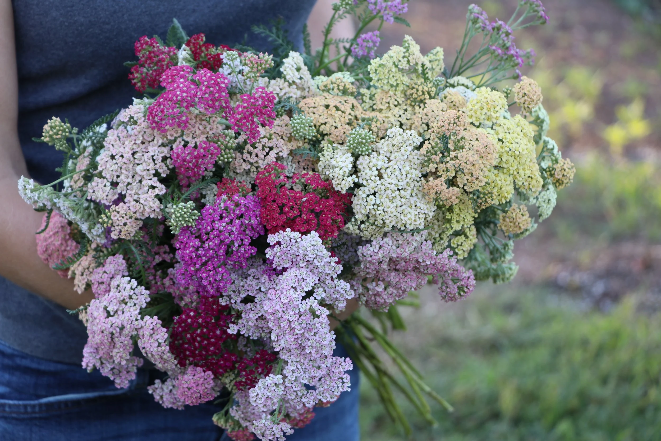 Yarrow.jpg
