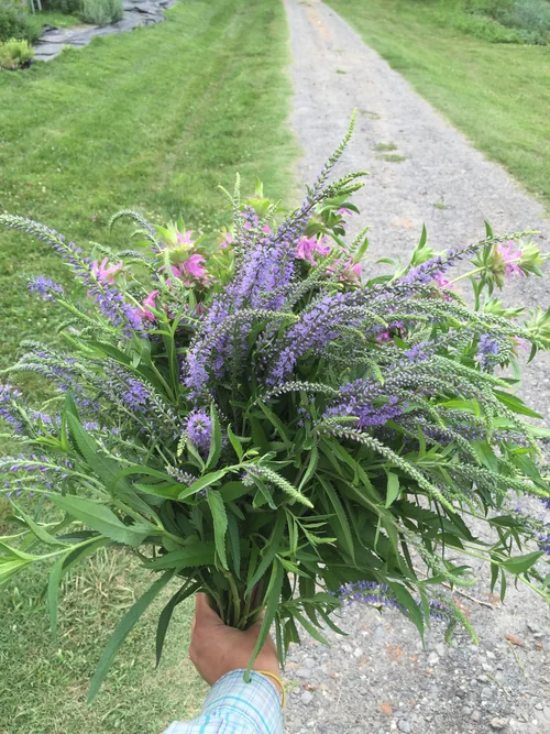 Growing Flowers that Attract Bees