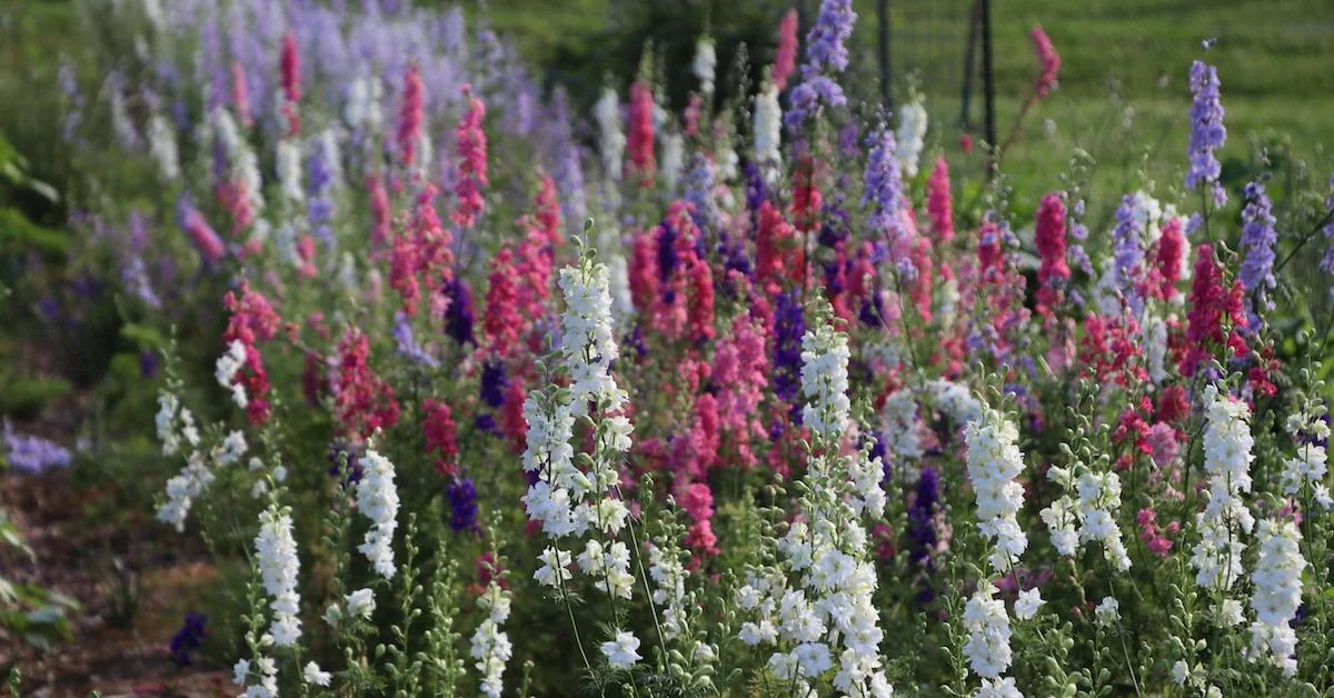 Where to buy flower seeds for sale