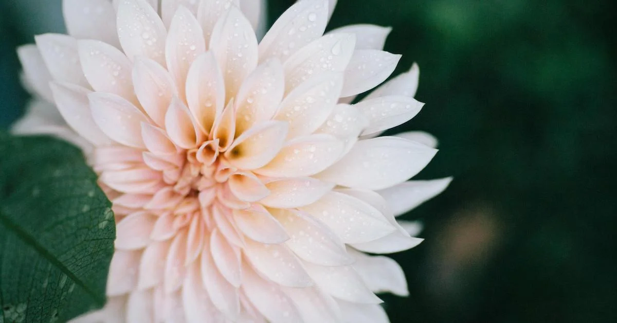 How to use companion planting with flowers