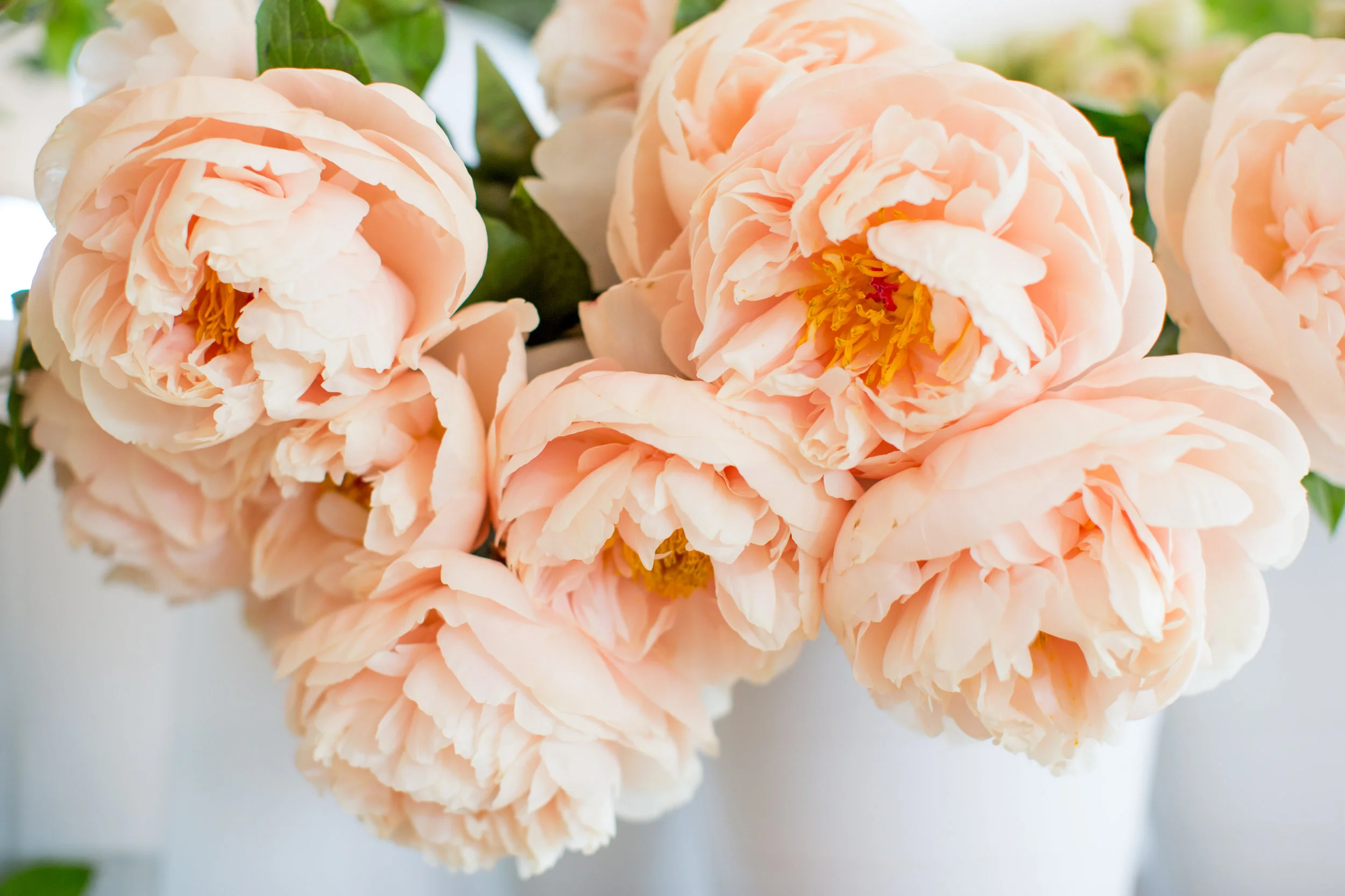 nicoleclareyphoto_mayesh_charleston-6.jpg