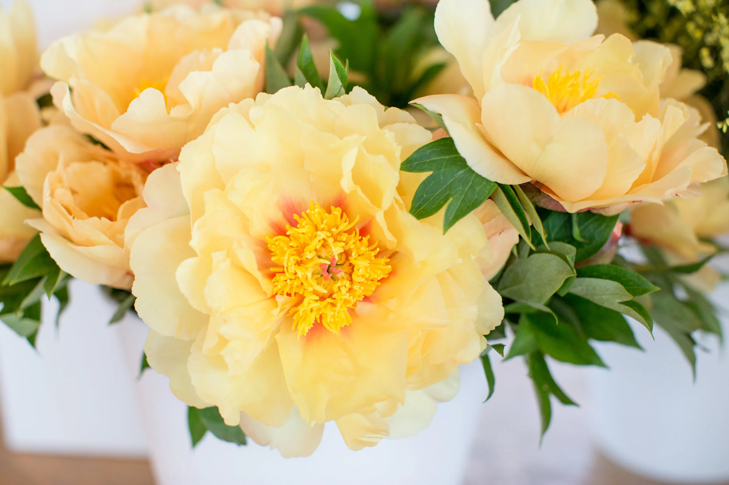 nicoleclareyphoto_mayesh_charleston-13.jpg