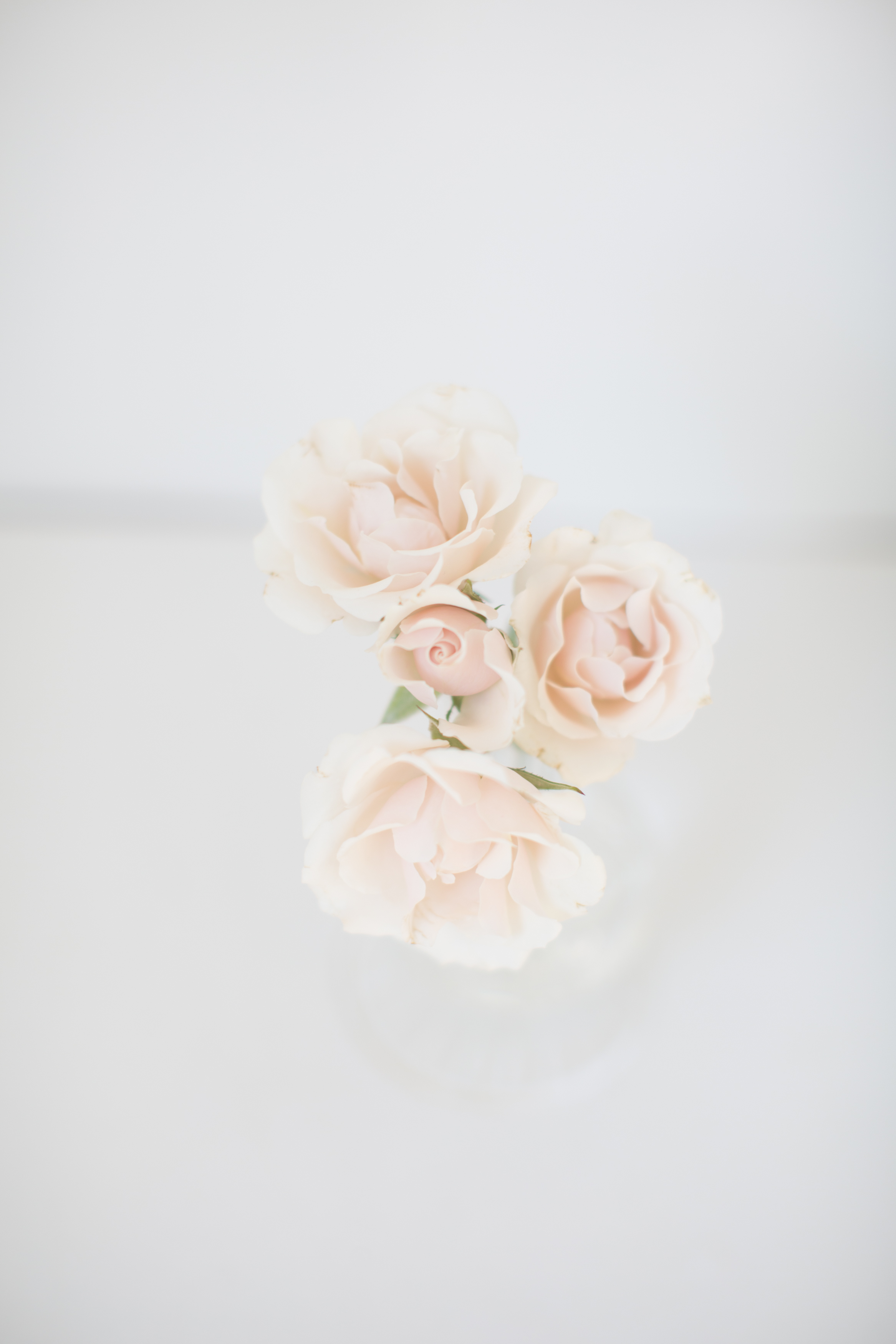 Complete Guide To Flowers And Foliage That Last Without Water