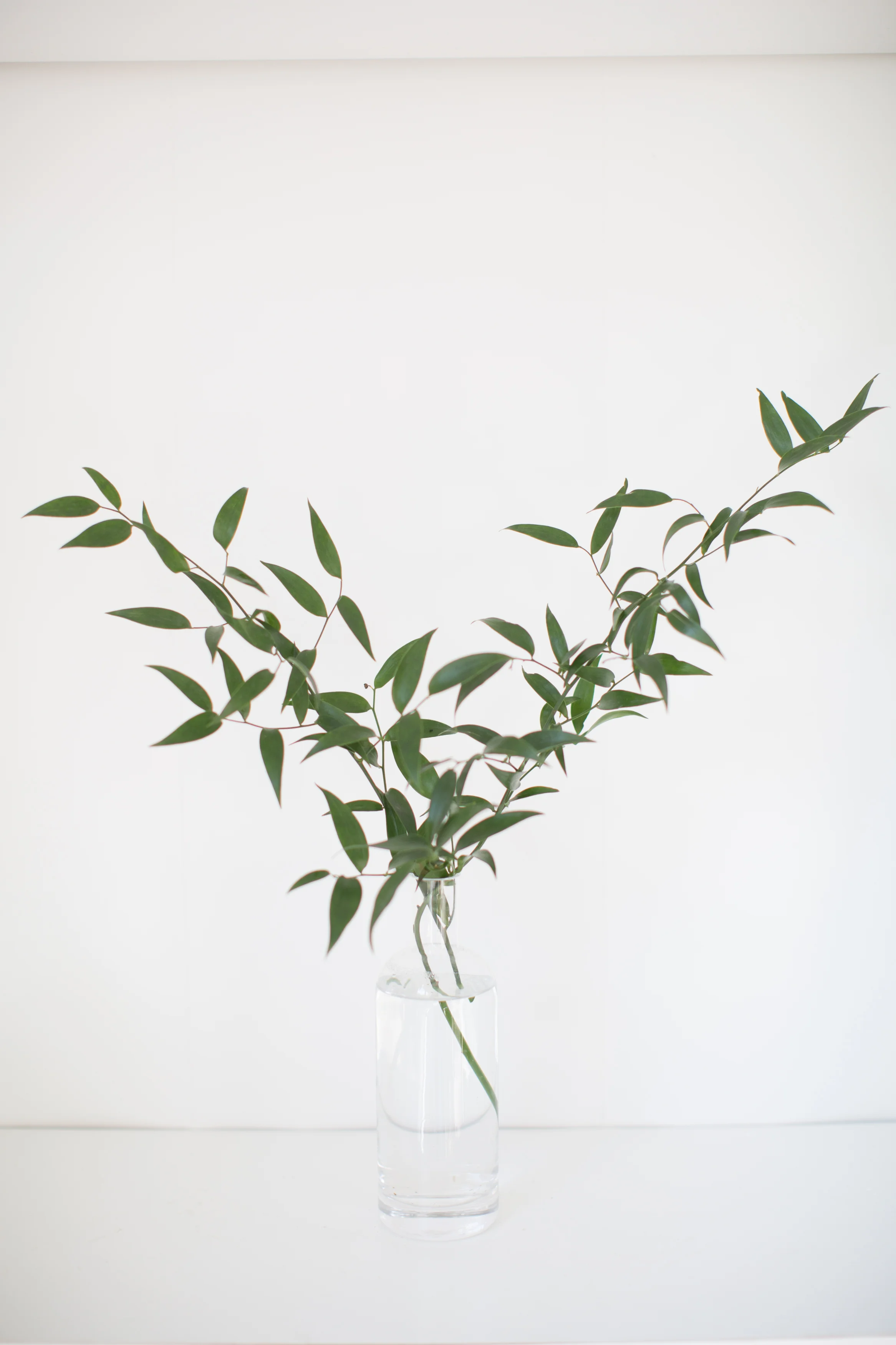 How Long Does Fresh Eucalyptus Last Josema1987