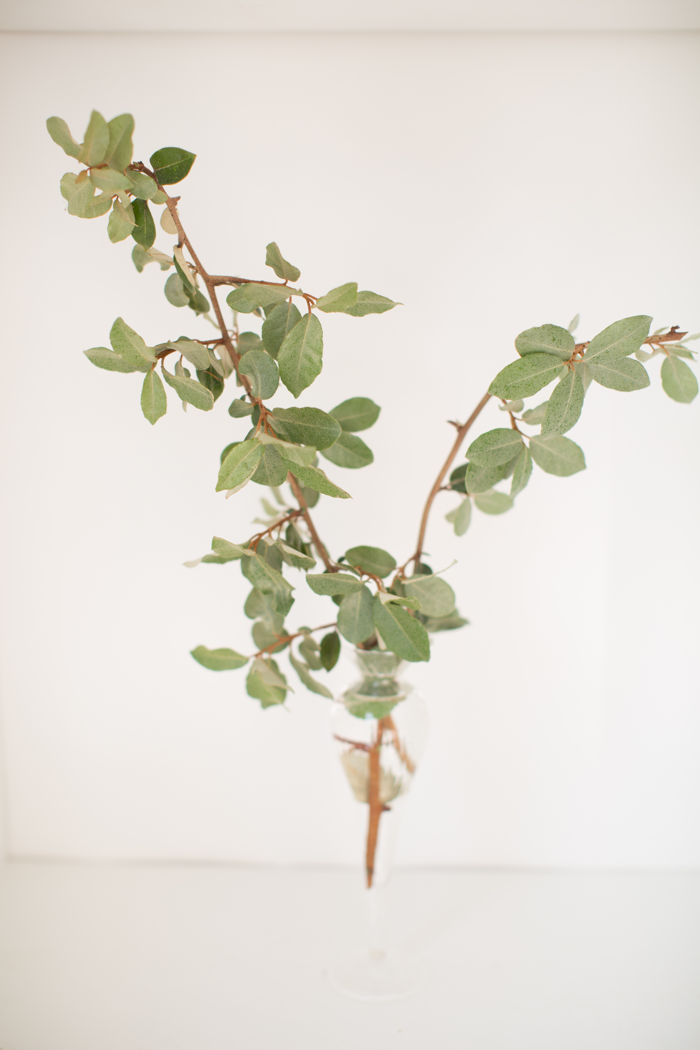 Complete Guide To Flowers And Foliage That Last Without Water