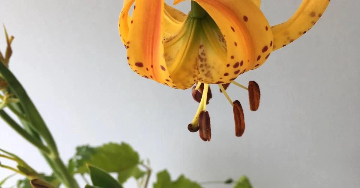 Negative space in floral design
