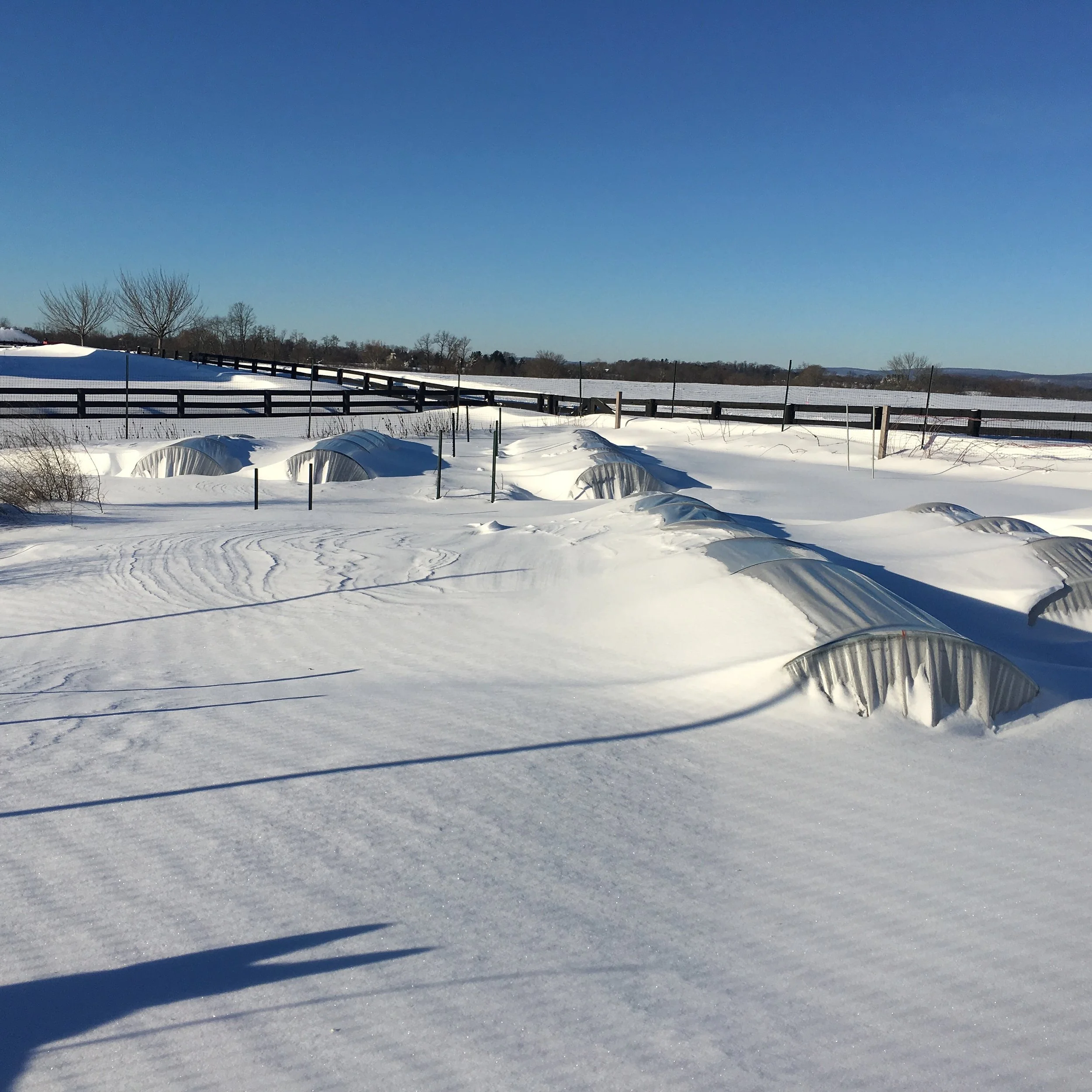caterpillar tunnel plastic