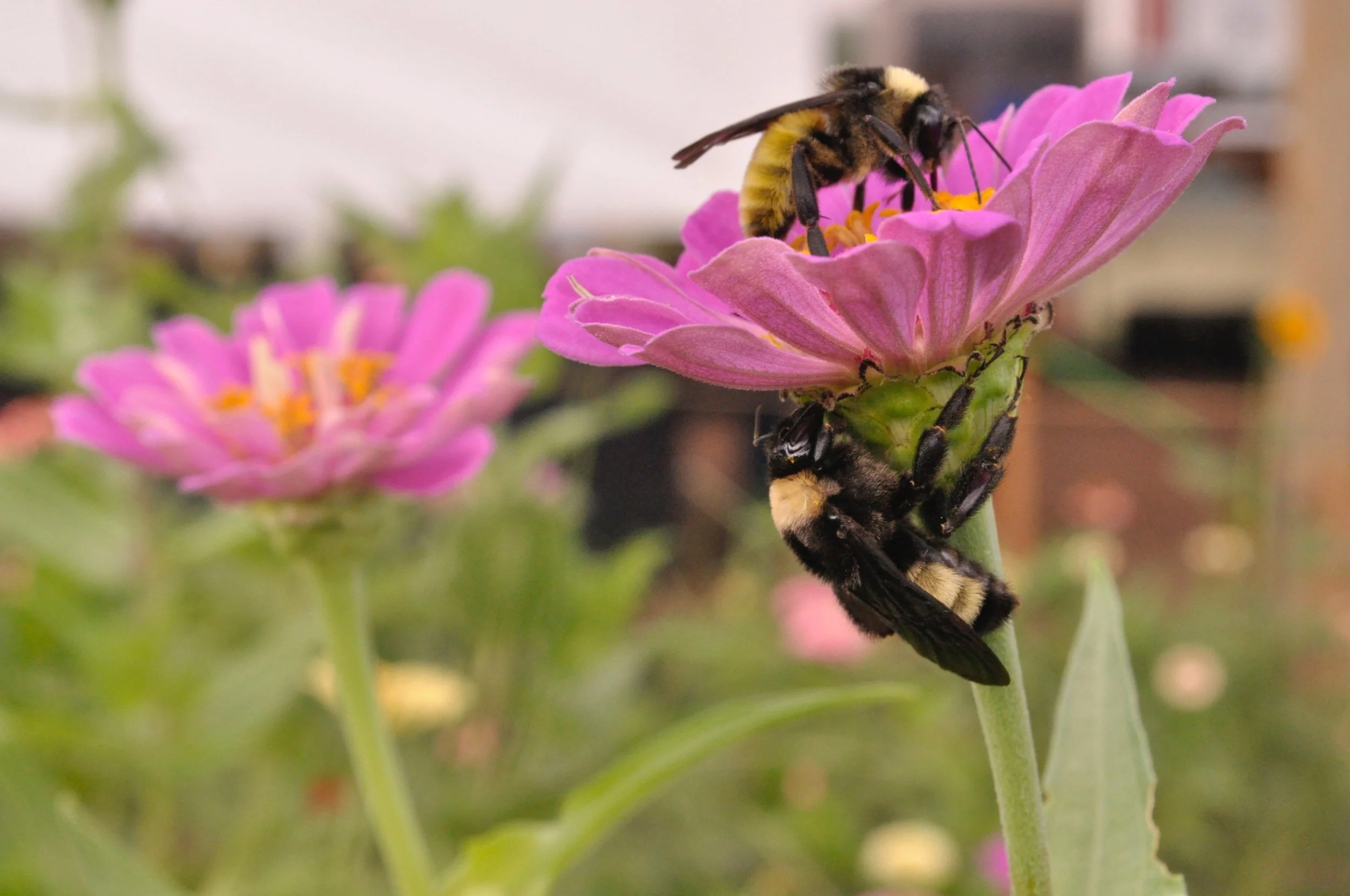 Zinnia bee.jpeg