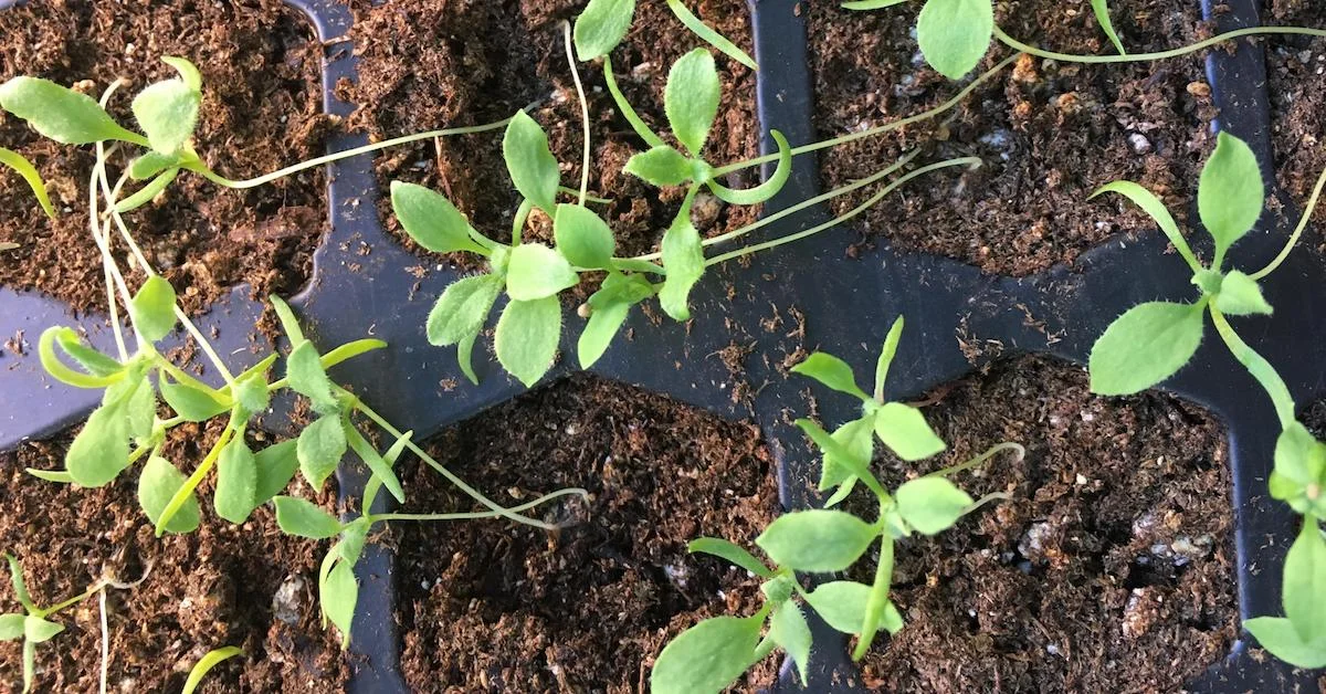 Video: You Can Transplant Cut Flowers—Here’s How