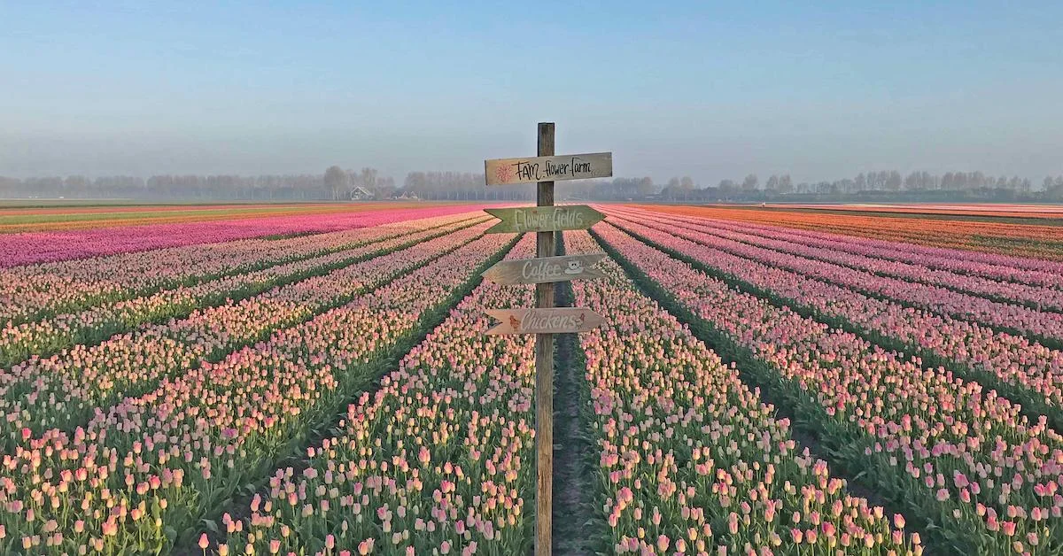 Harvesting Tubers with FAM Flower Farm