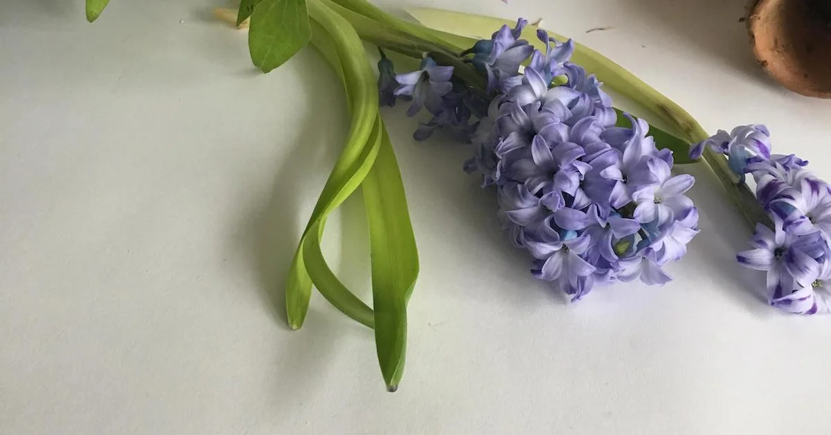 Video: How to Wire Flowers - Hyacinth