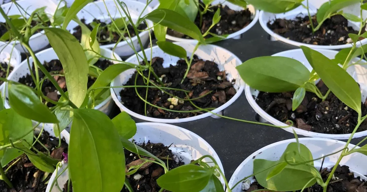 Microfarming in Every Season: One Farmer’s Advice