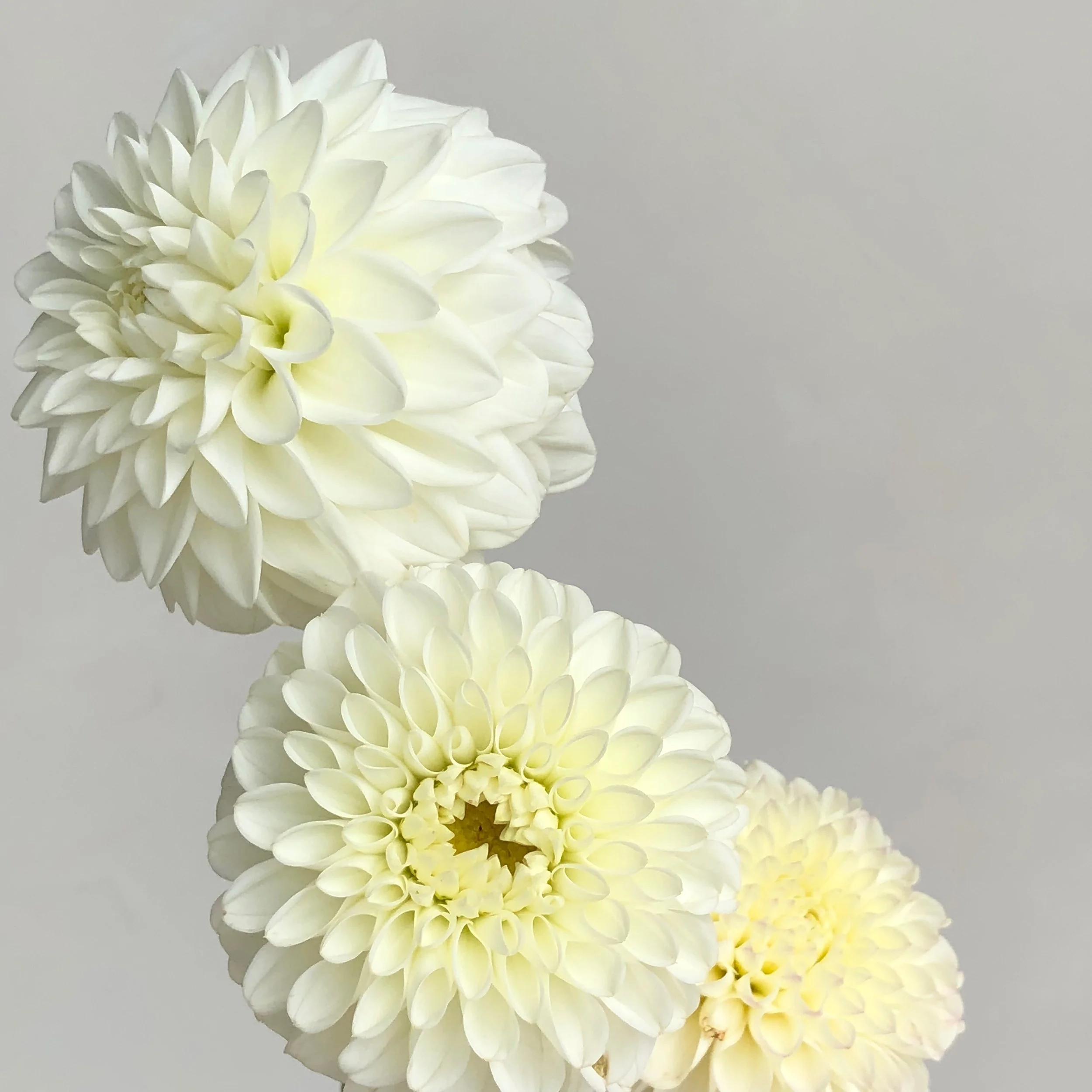 Top: Blizzard, Bottom: White Nettie
