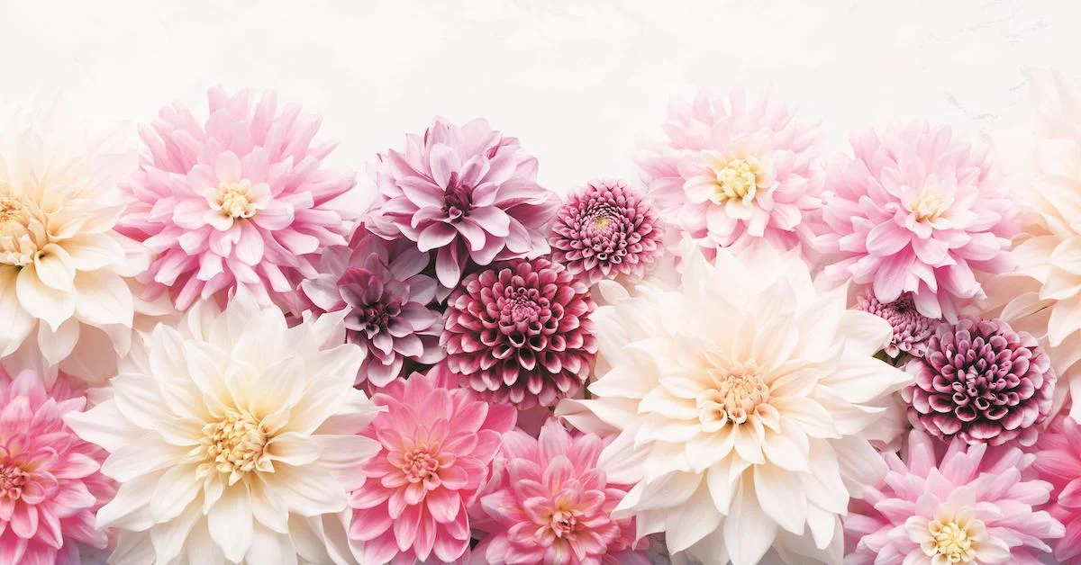 Award-Winning Tips on Snowdrops, Orchards, and Dahlias with Naomi Slade