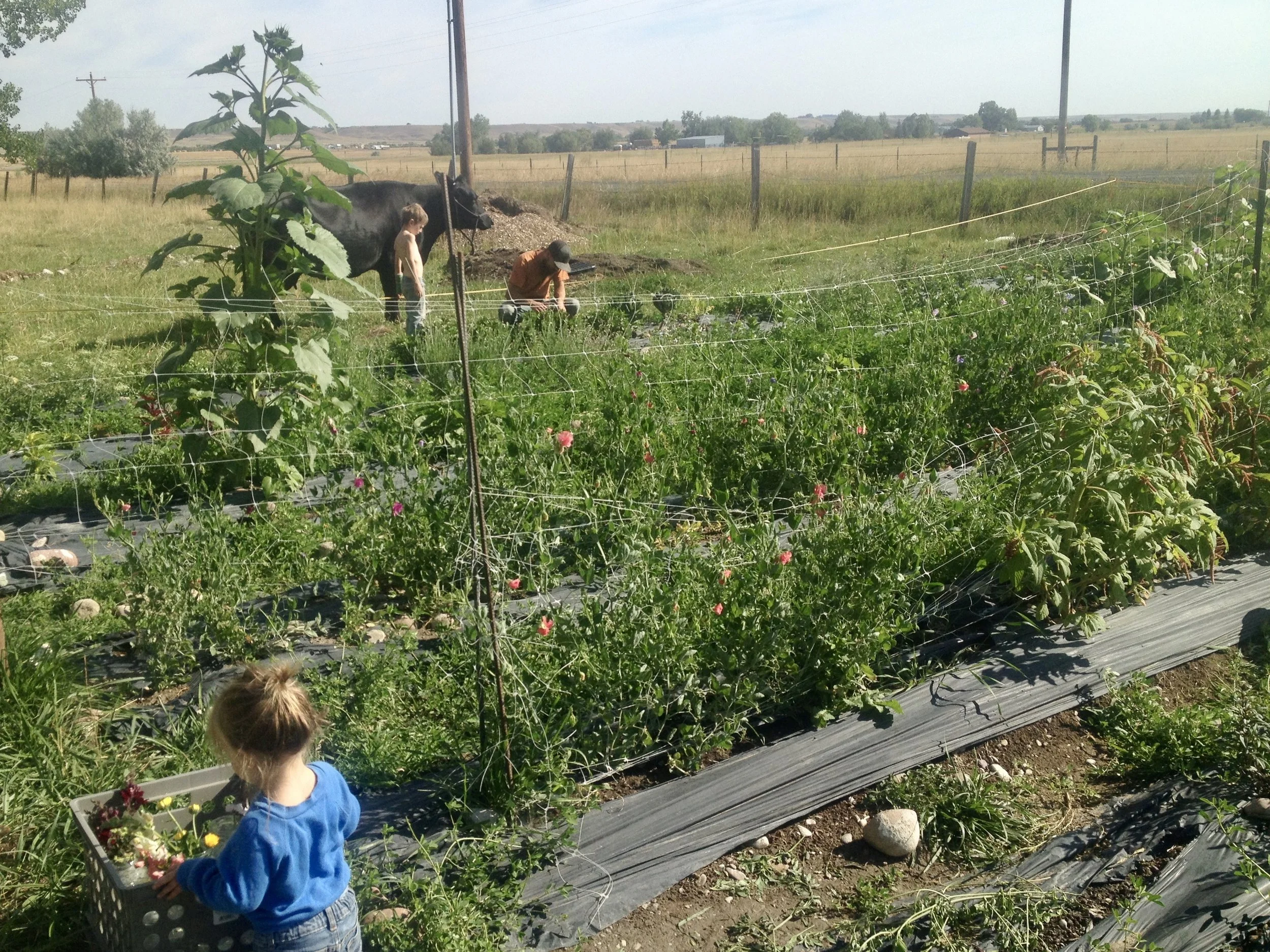 How to Start (and Grow) a Flower Farm DebtFree