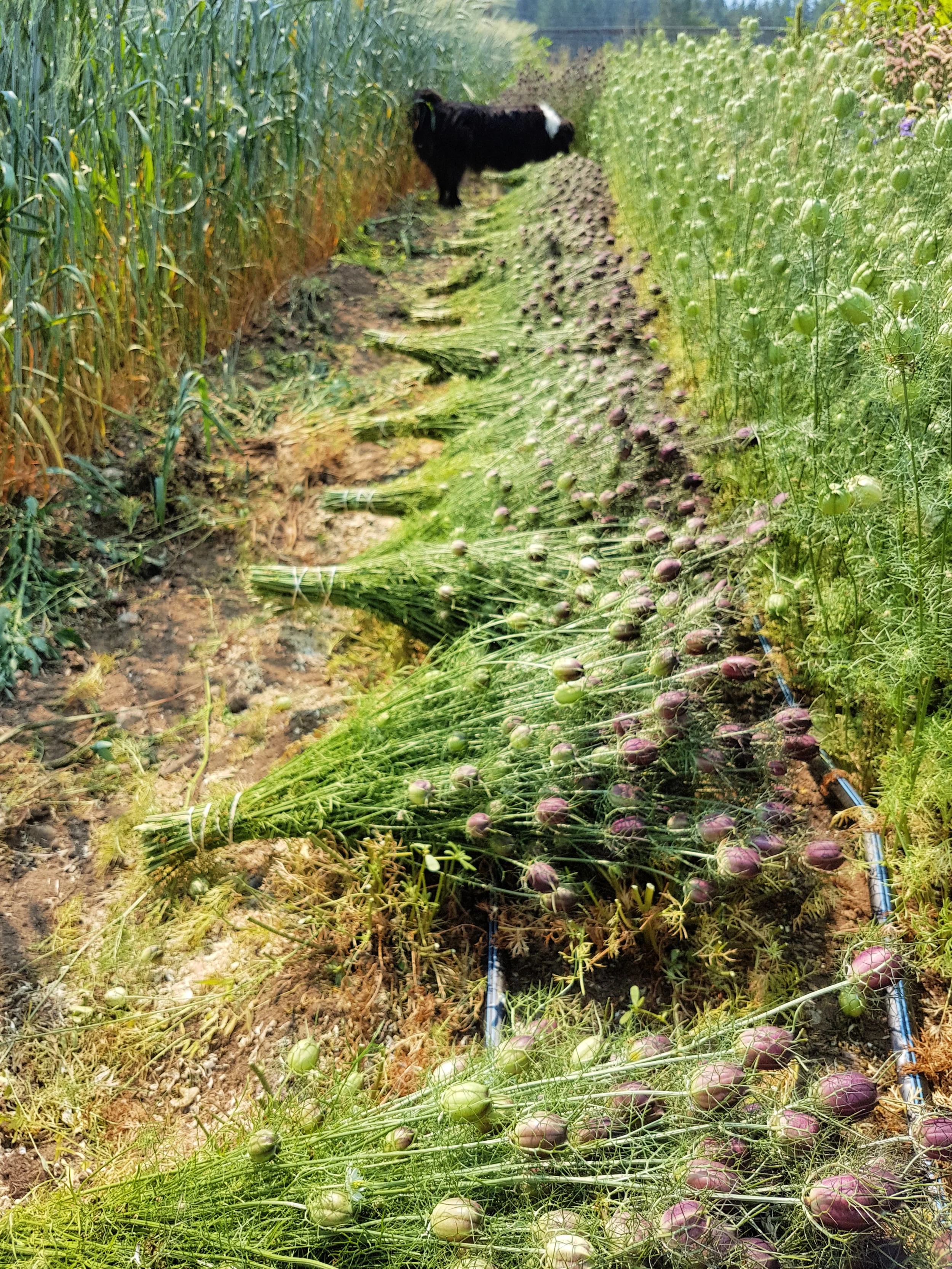 Nigella pods just harvested in nice bunches and ready to hang dry. Our dog, Paco, is just inspecting our work!