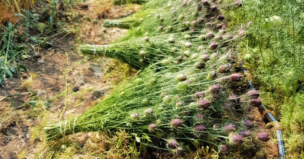 How to Grow, Harvest, and Dry Flowers for Arranging