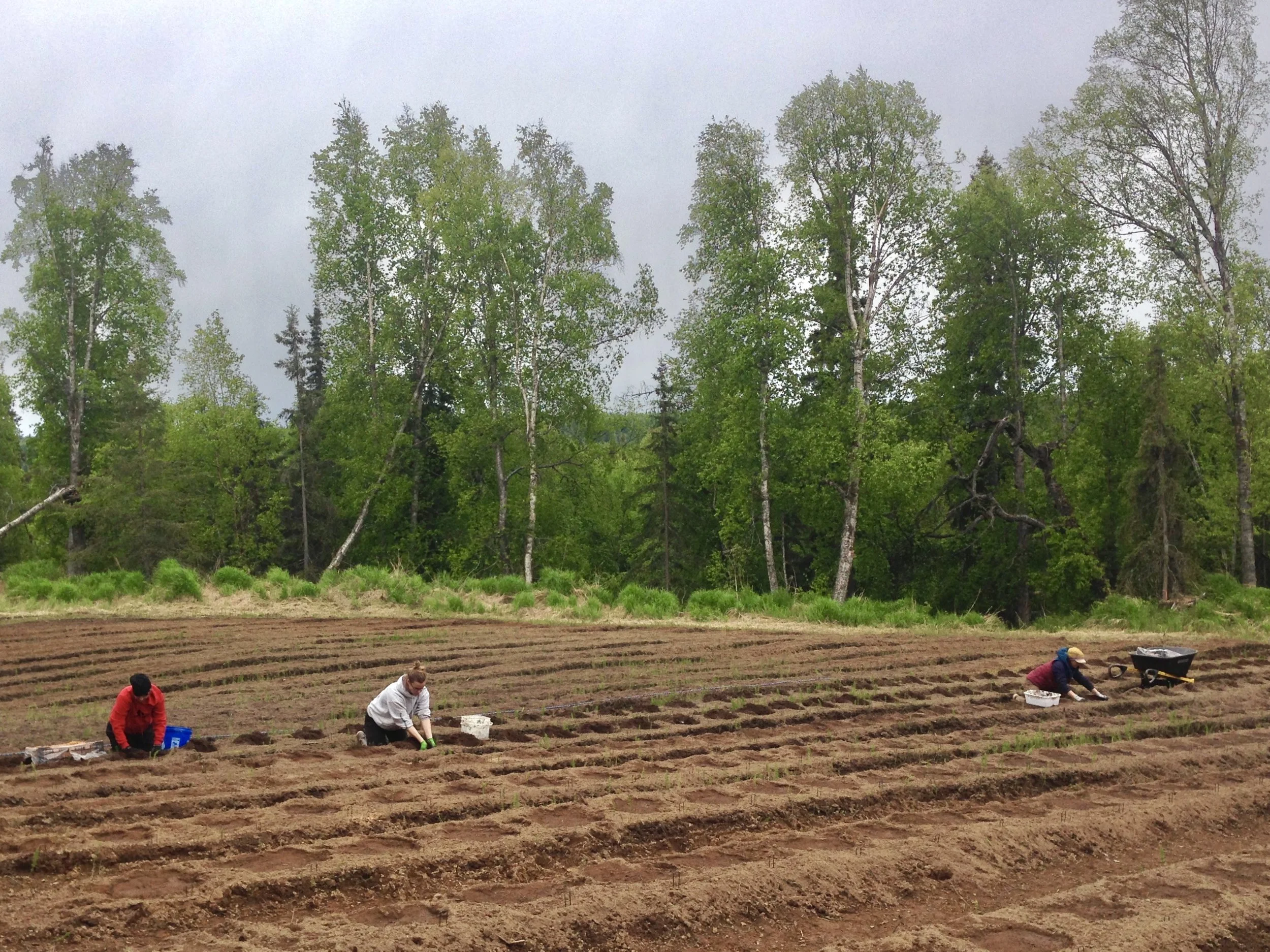 G planting 1.jpg