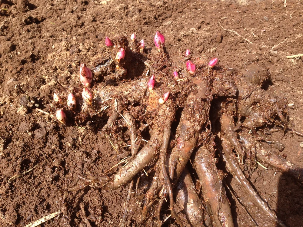 How to Plant a Peony Cutting Garden