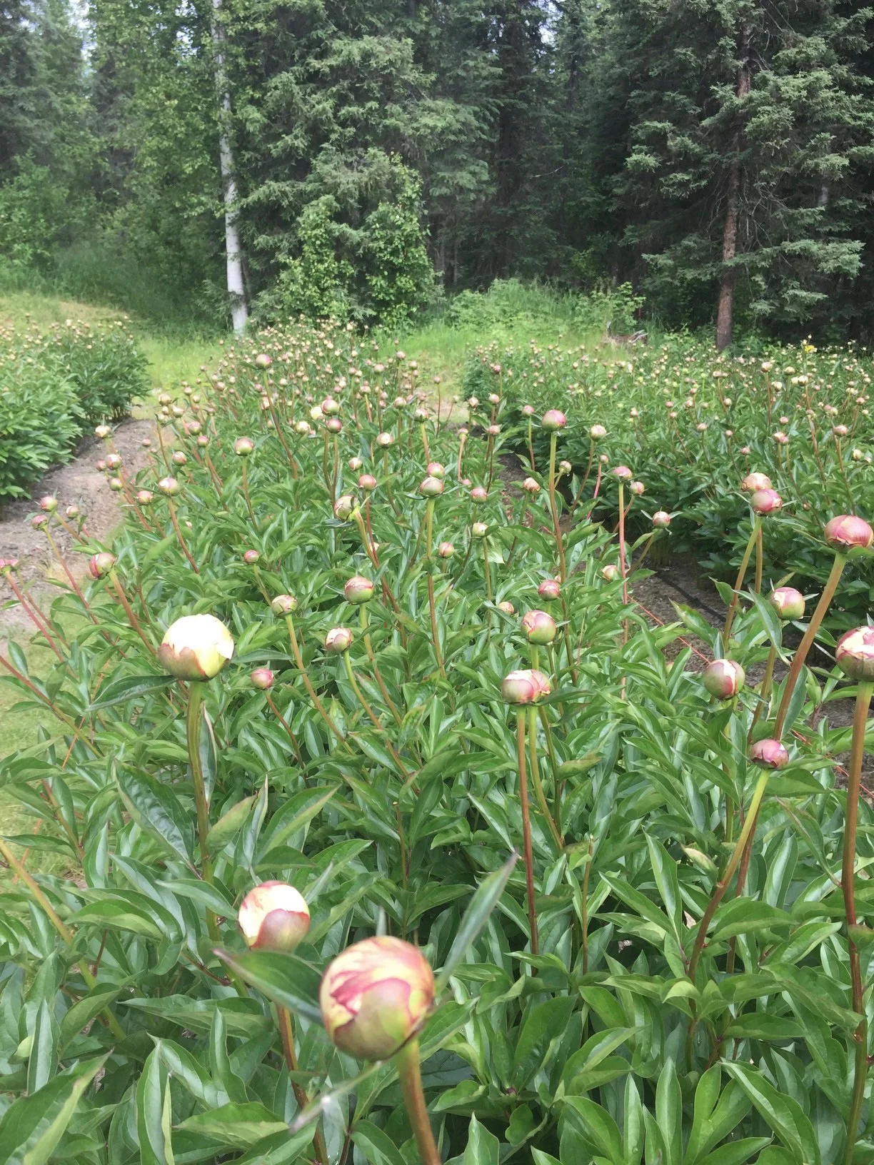 How to Plant a Peony Cutting Garden