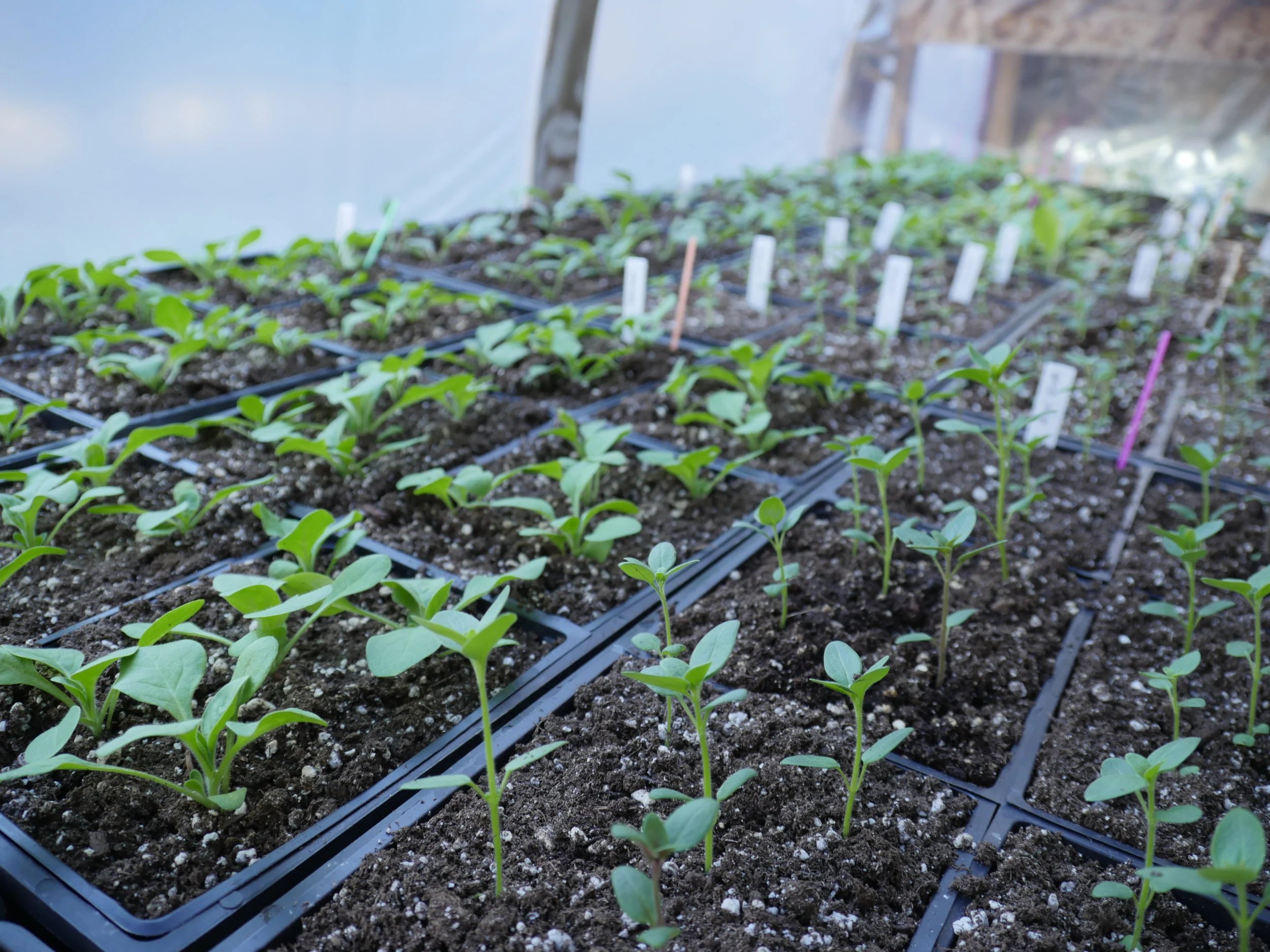 Video The Best Containers for Seed Germination