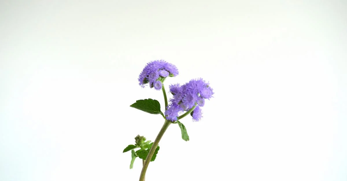 Video: Flower Feature—Using Ageratum in Floral Arrangements