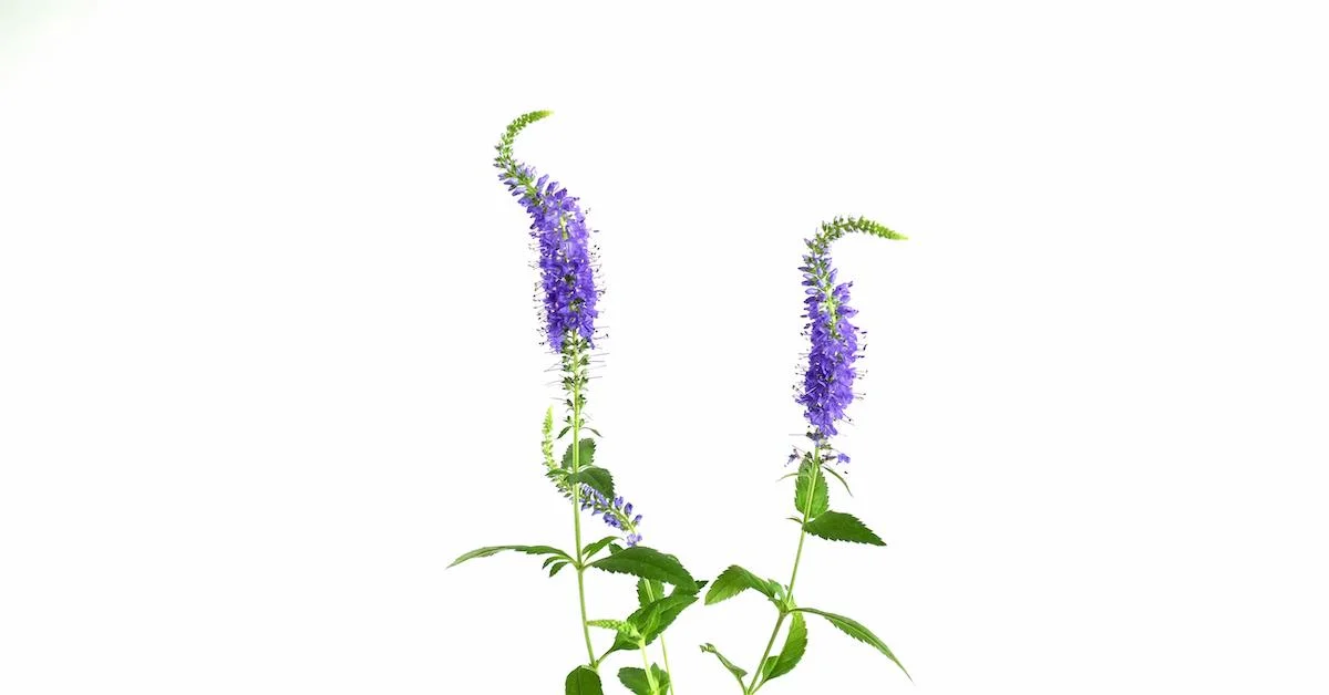 Video: Flower Feature—Blue Veronica