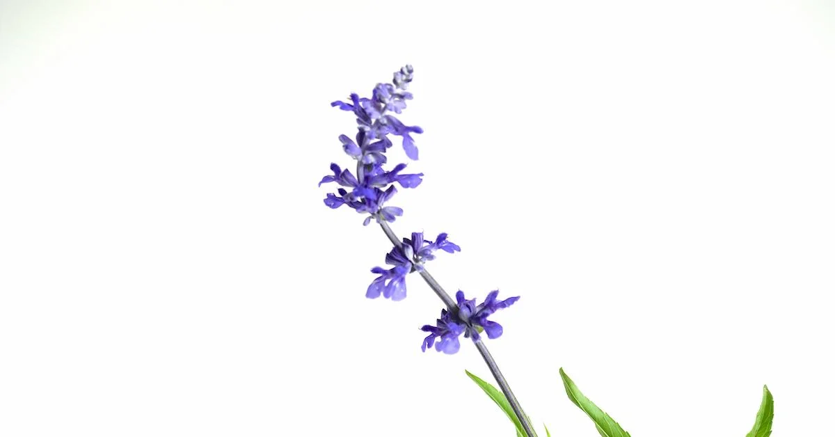 Video: Flower Feature—Salvia