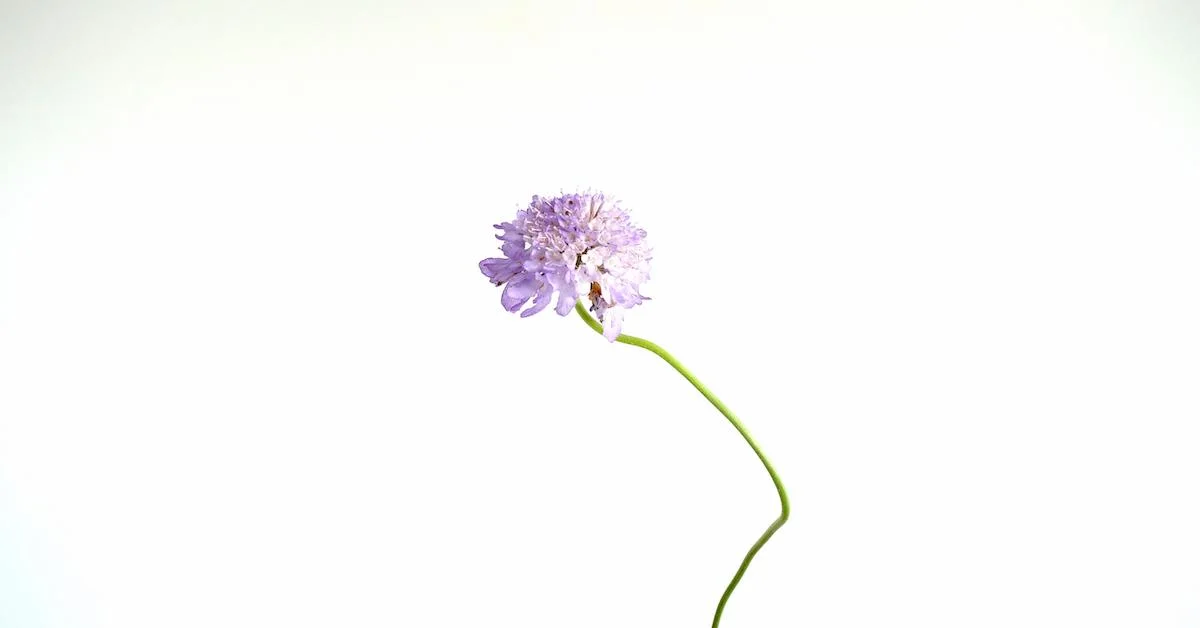 Video: Flower Feature - Scabiosa (Also Known as Pincushion Flower)