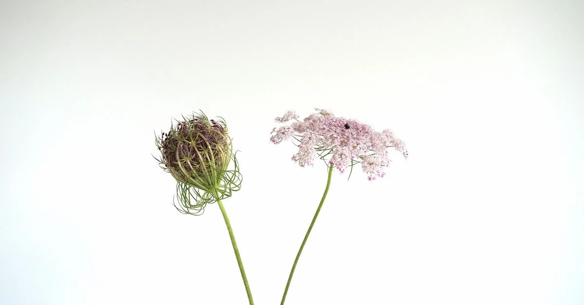 Video: Flower Feature—Chocolate Queen Anne's Lace (Also Known as Daucus Carota)