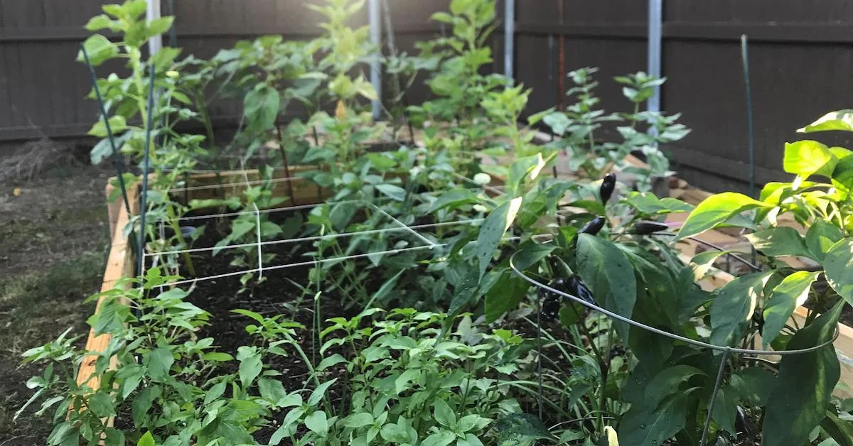 How to Celebrate Your Work-In-Progress Garden (Even If It Isn’t “Insta-Ready”)