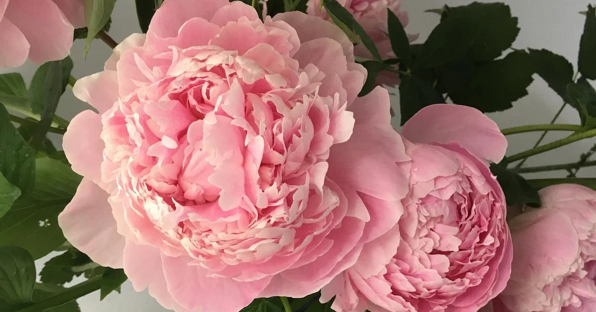 Video: How to Plant Peonies