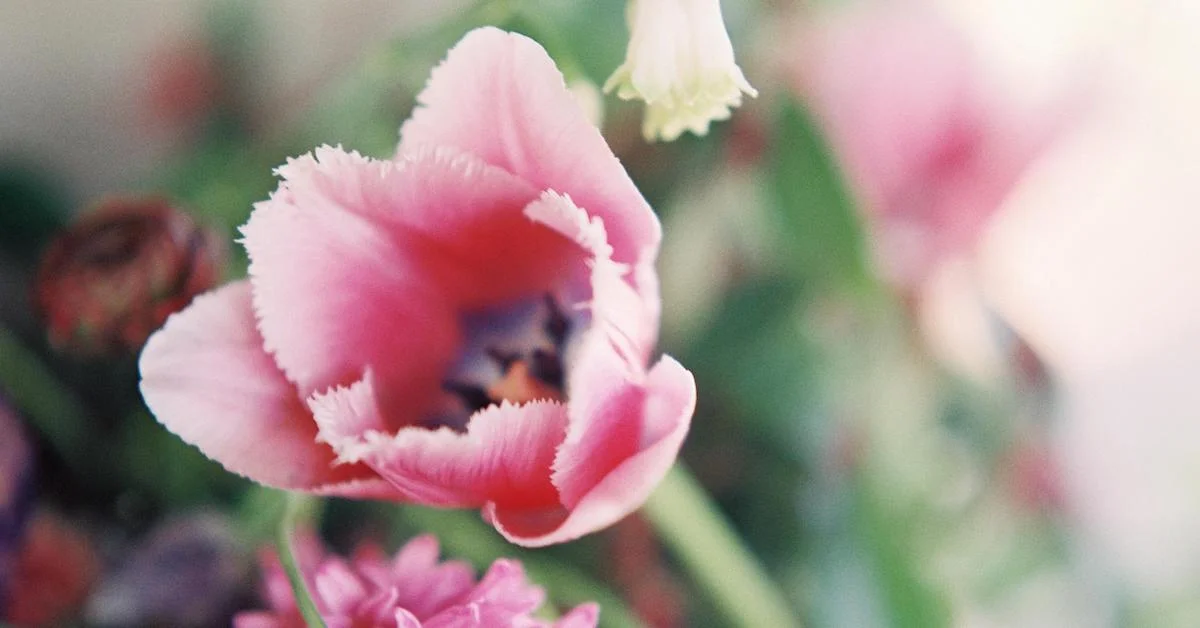 It's Time to Plant Tulips!