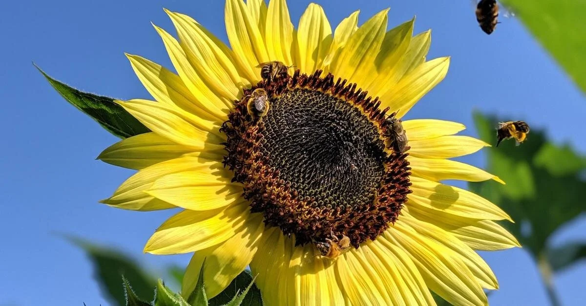 What You Can Do for Pollinator Health in Your Floral Work