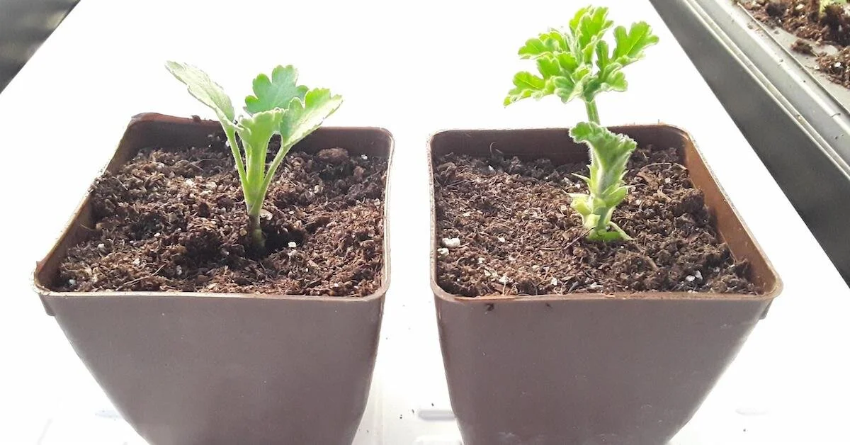 Easily Propagate Your Favorite Plants: Here's How