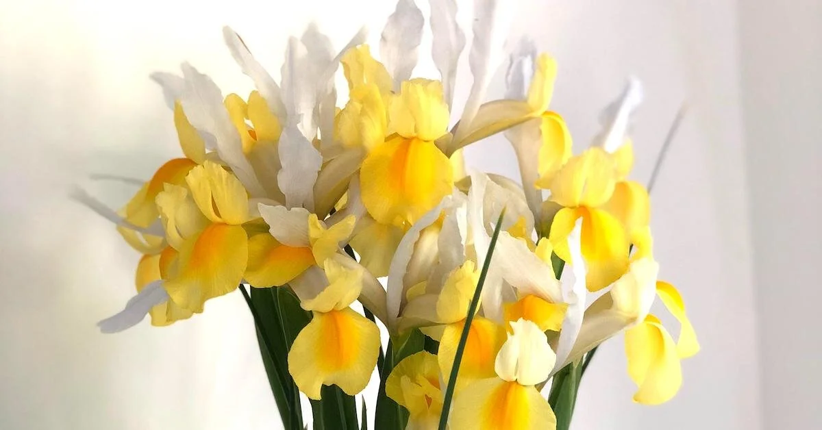 Video: How to Make a Quick Gift Bouquet Using the Spiral Technique